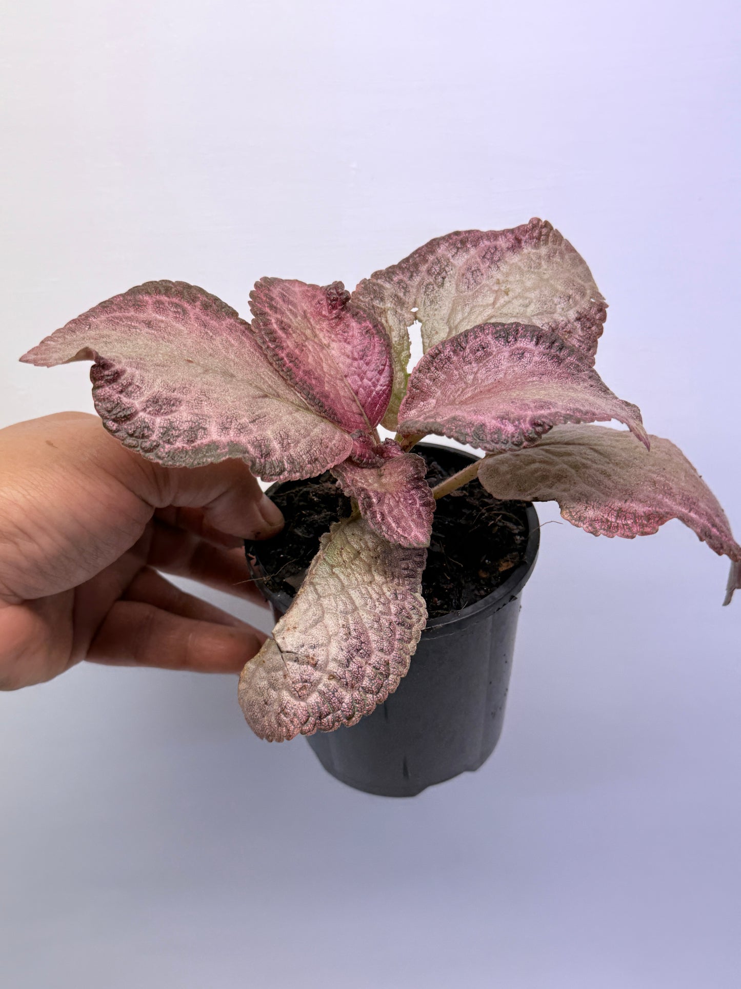 Episcia Cleopatra P57