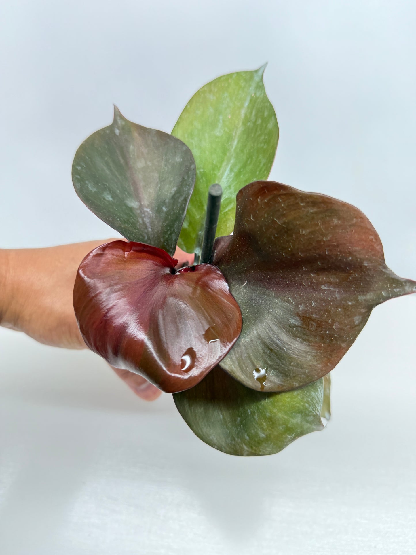 Philodendron Red Heart - Best Pick of the Crop!