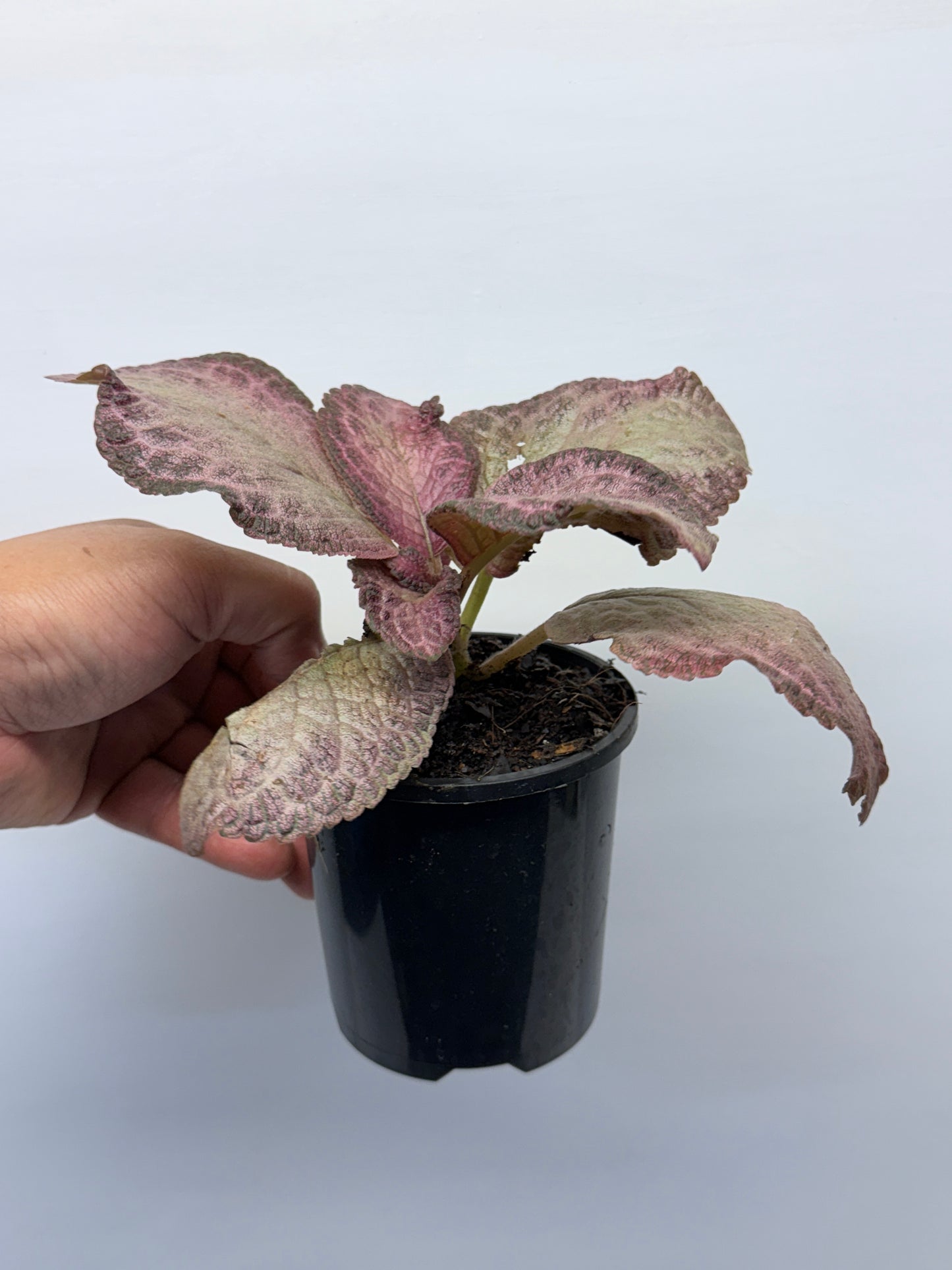 Episcia Cleopatra P57