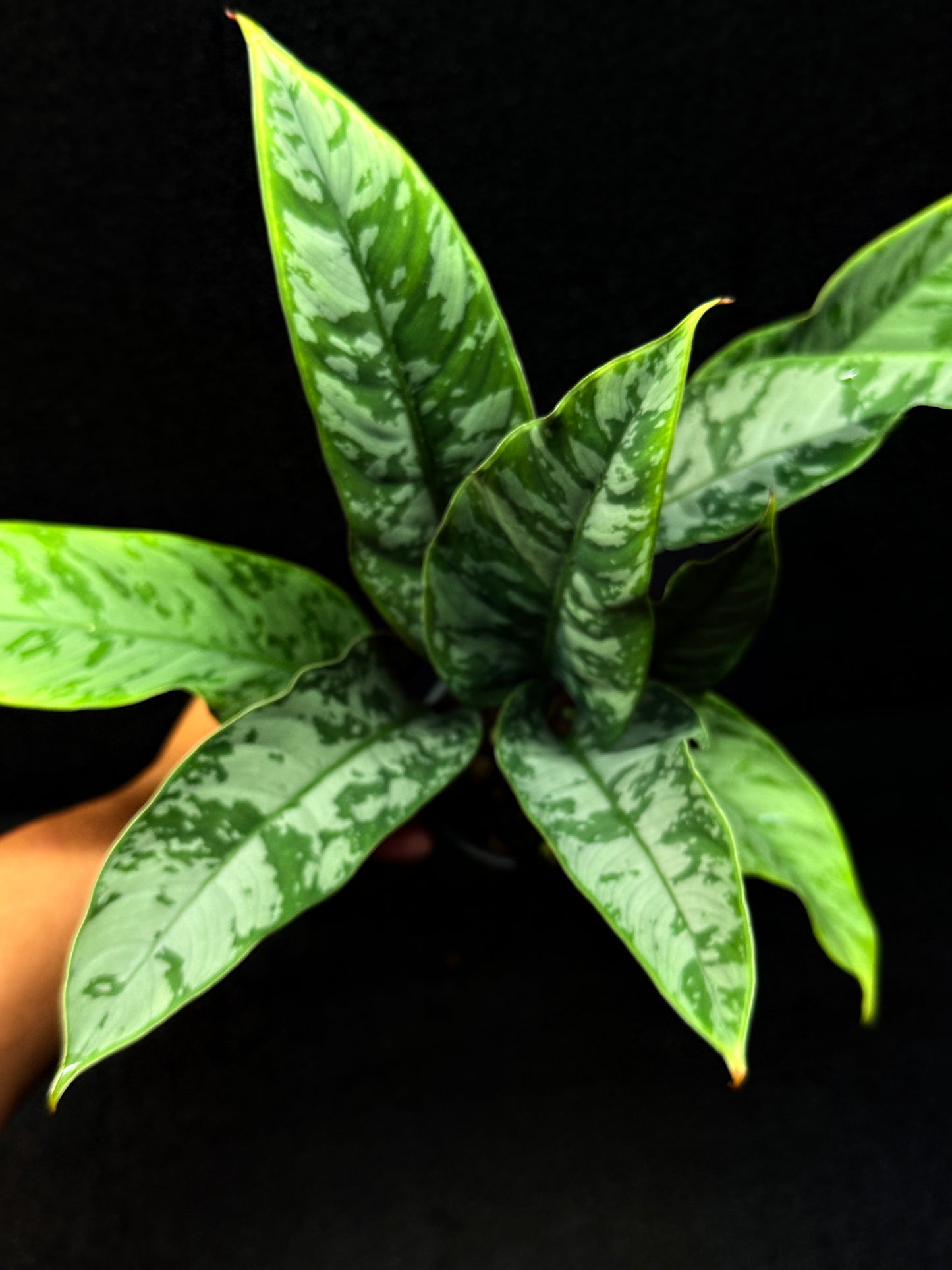 Apoballis Acuminatissima 'Red Sword' E63