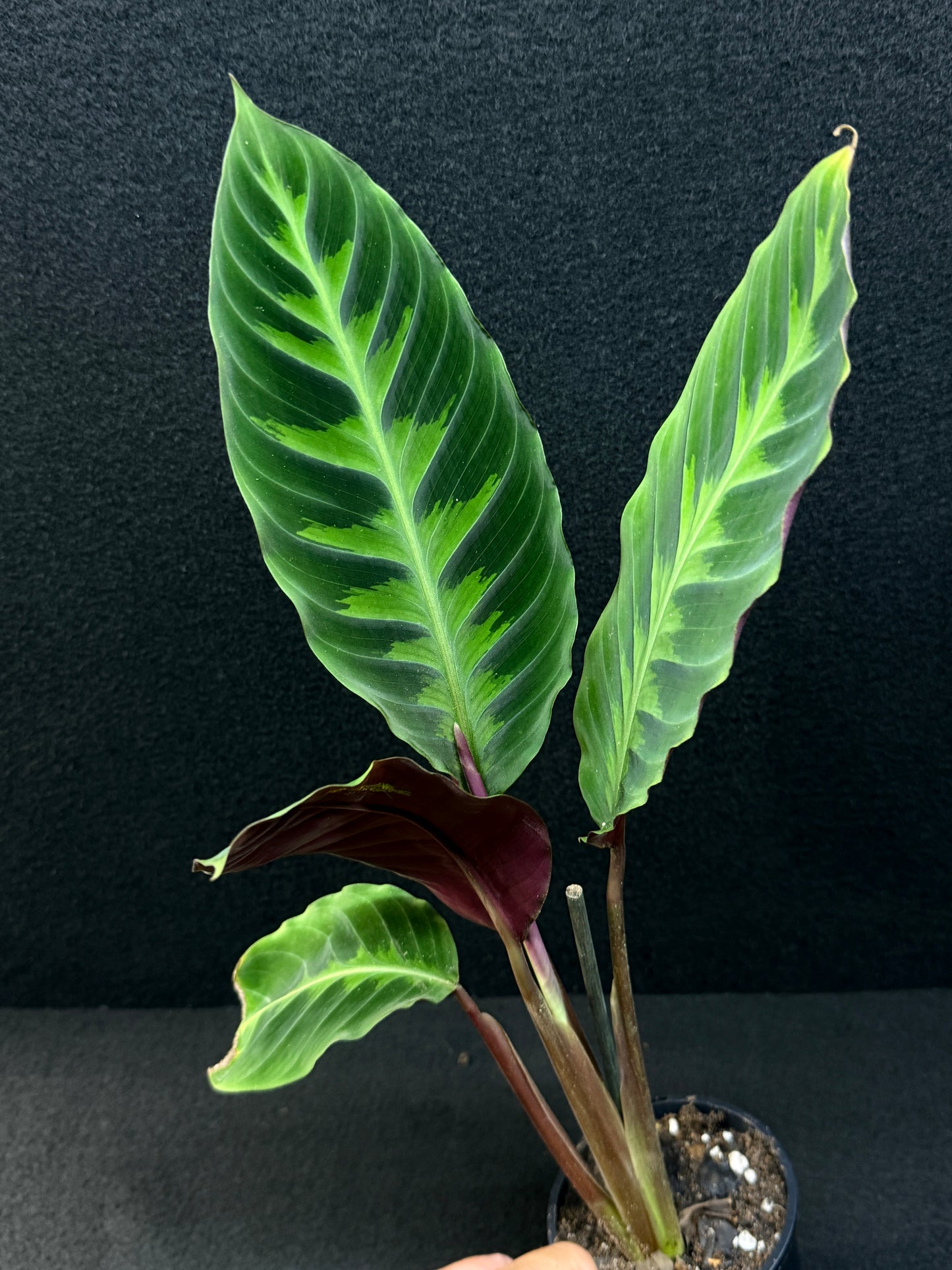 Calathea Warscewiczii E76