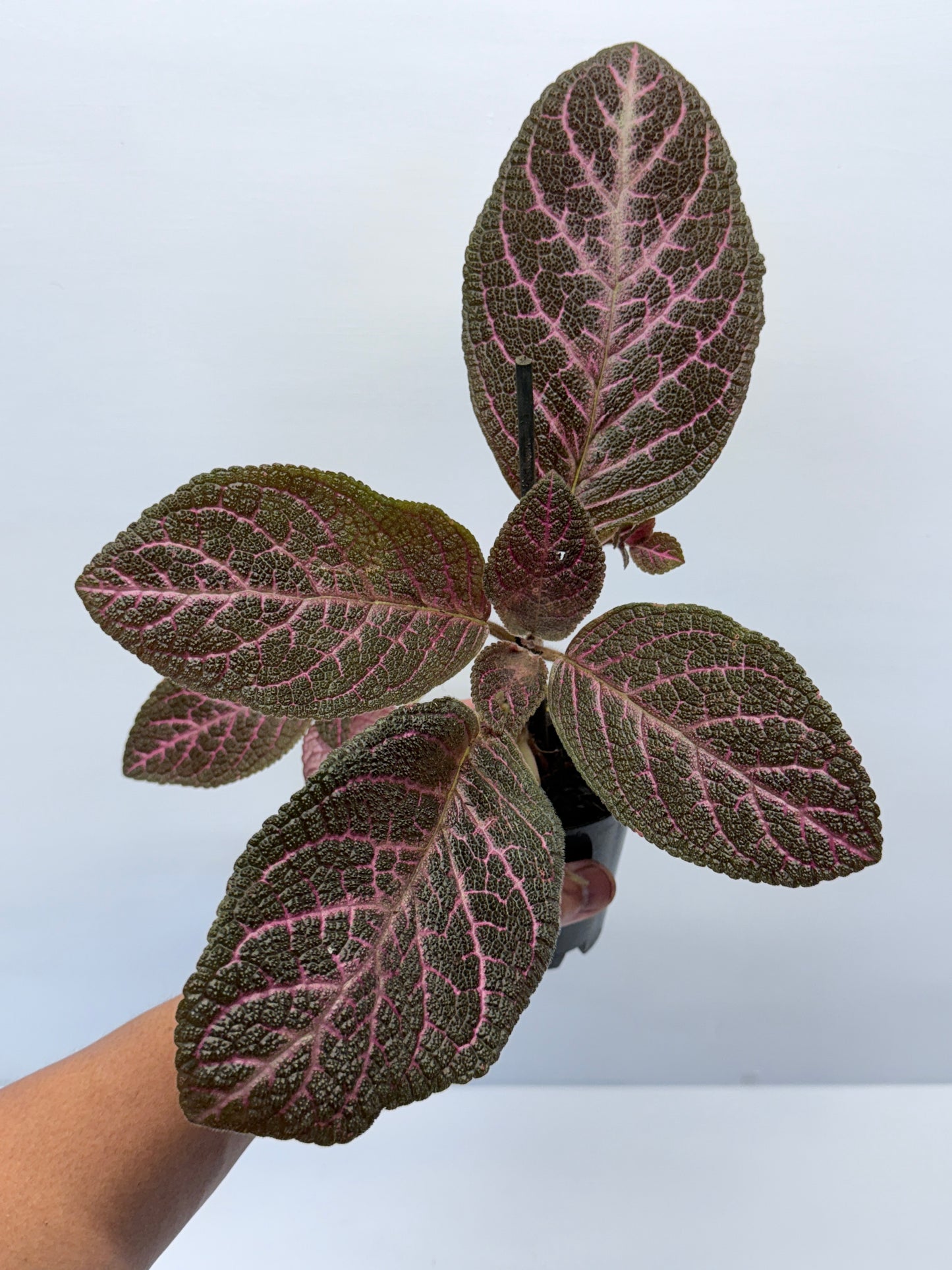 Episcia Kee Wee - Red Flowering P56