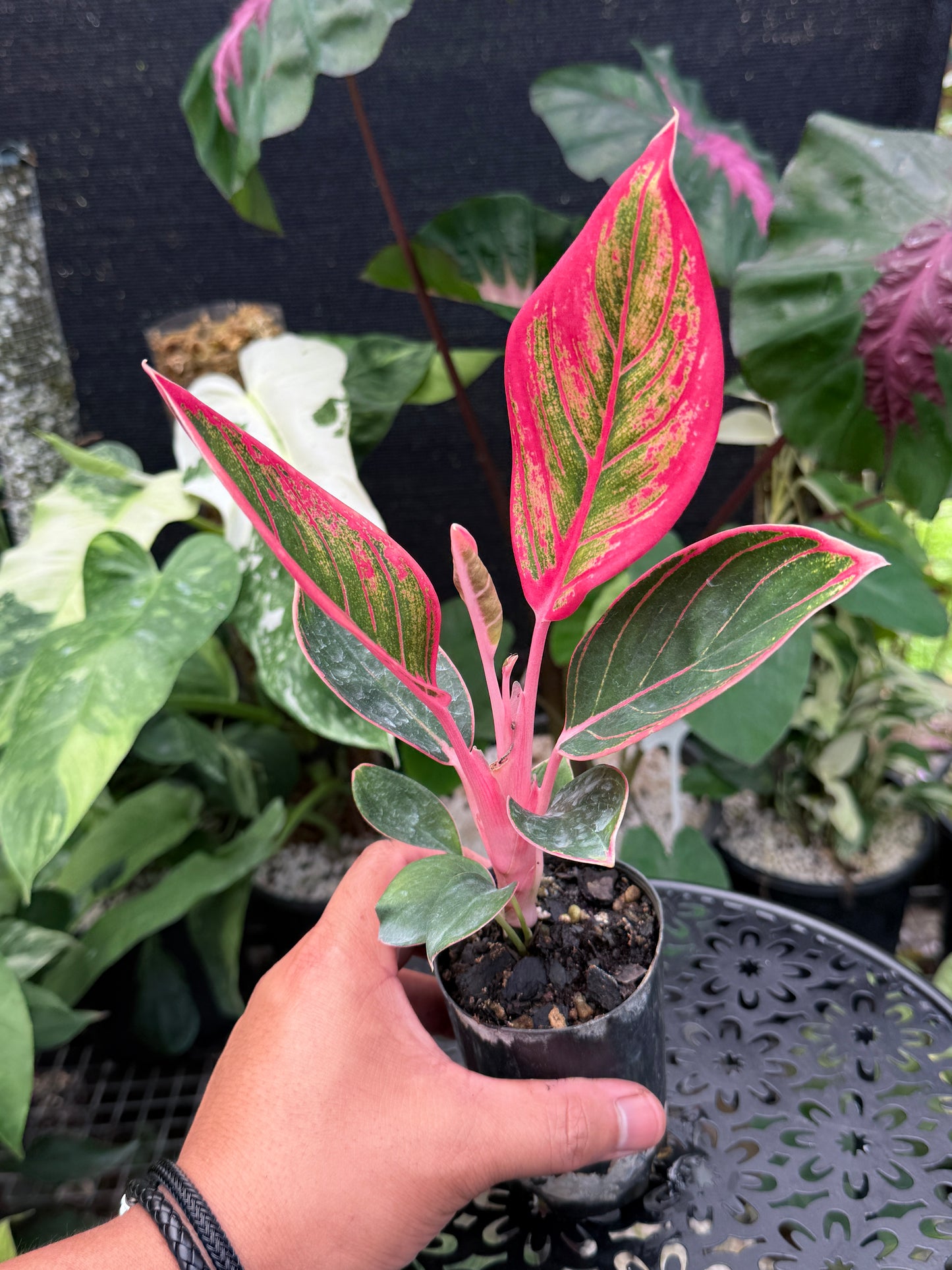Aglaonema 'Lipstick Khanza' - Rarely Offered J48