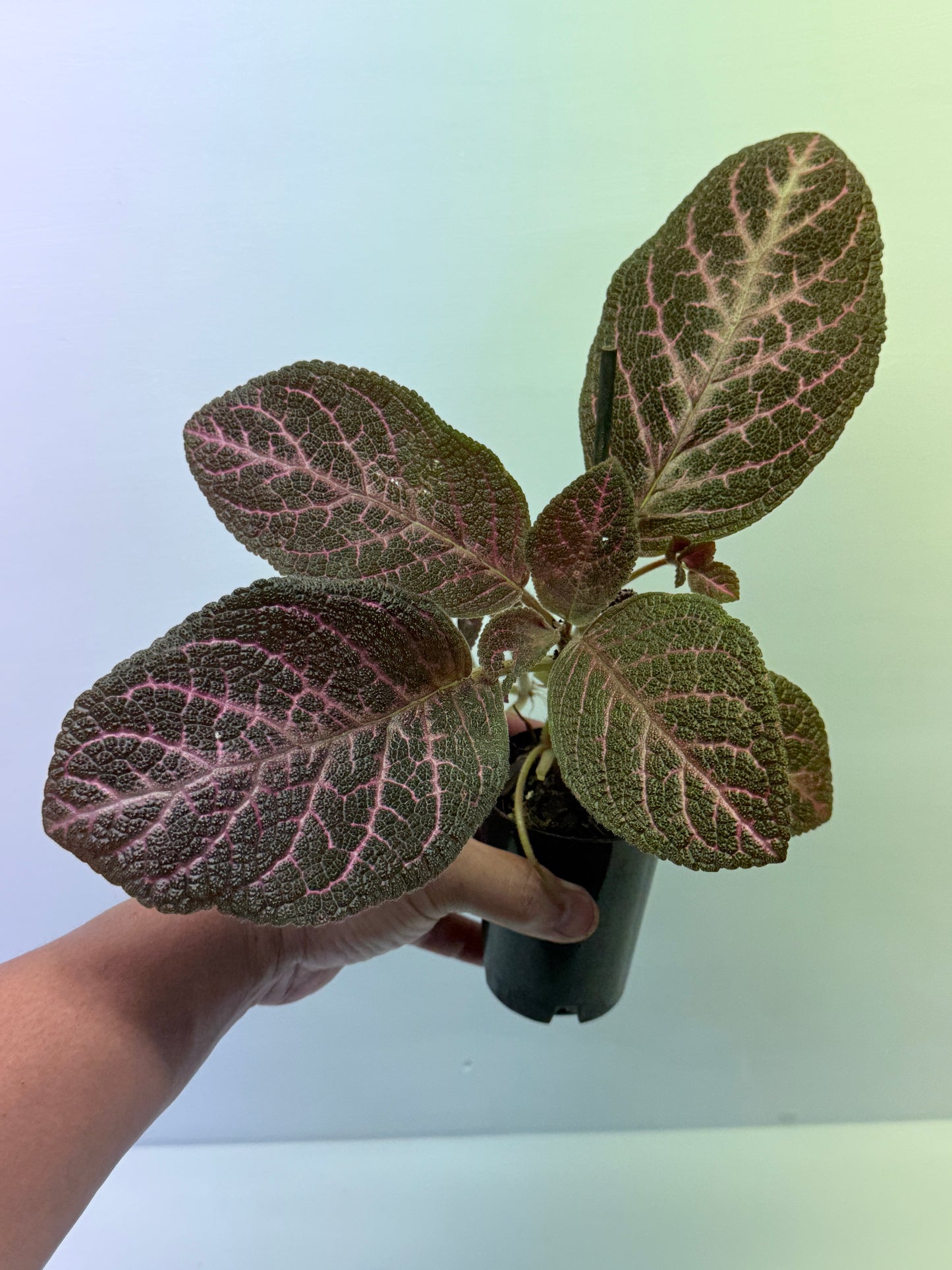 Episcia Kee Wee - Red Flowering P56