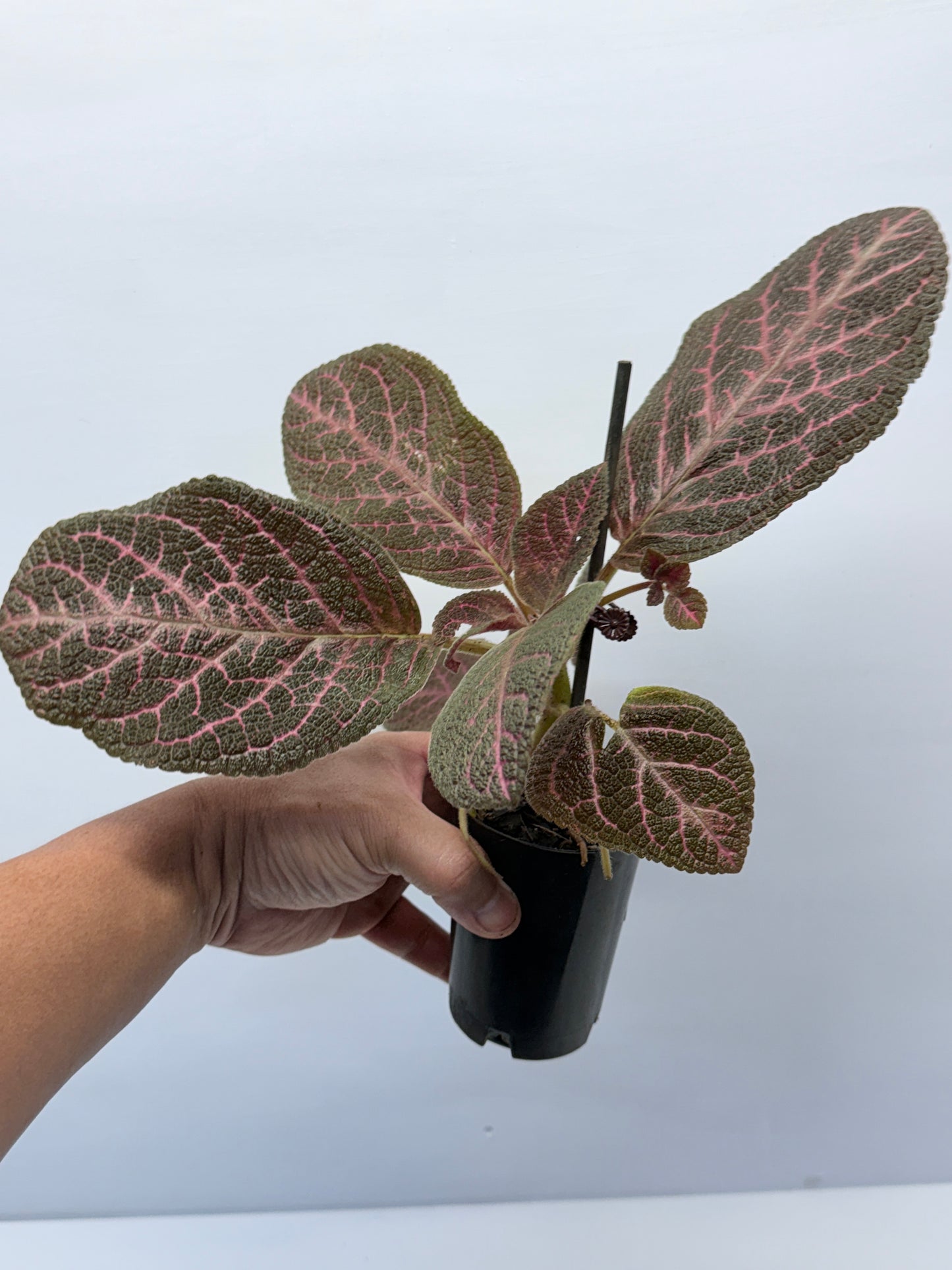 Episcia Kee Wee - Red Flowering P56