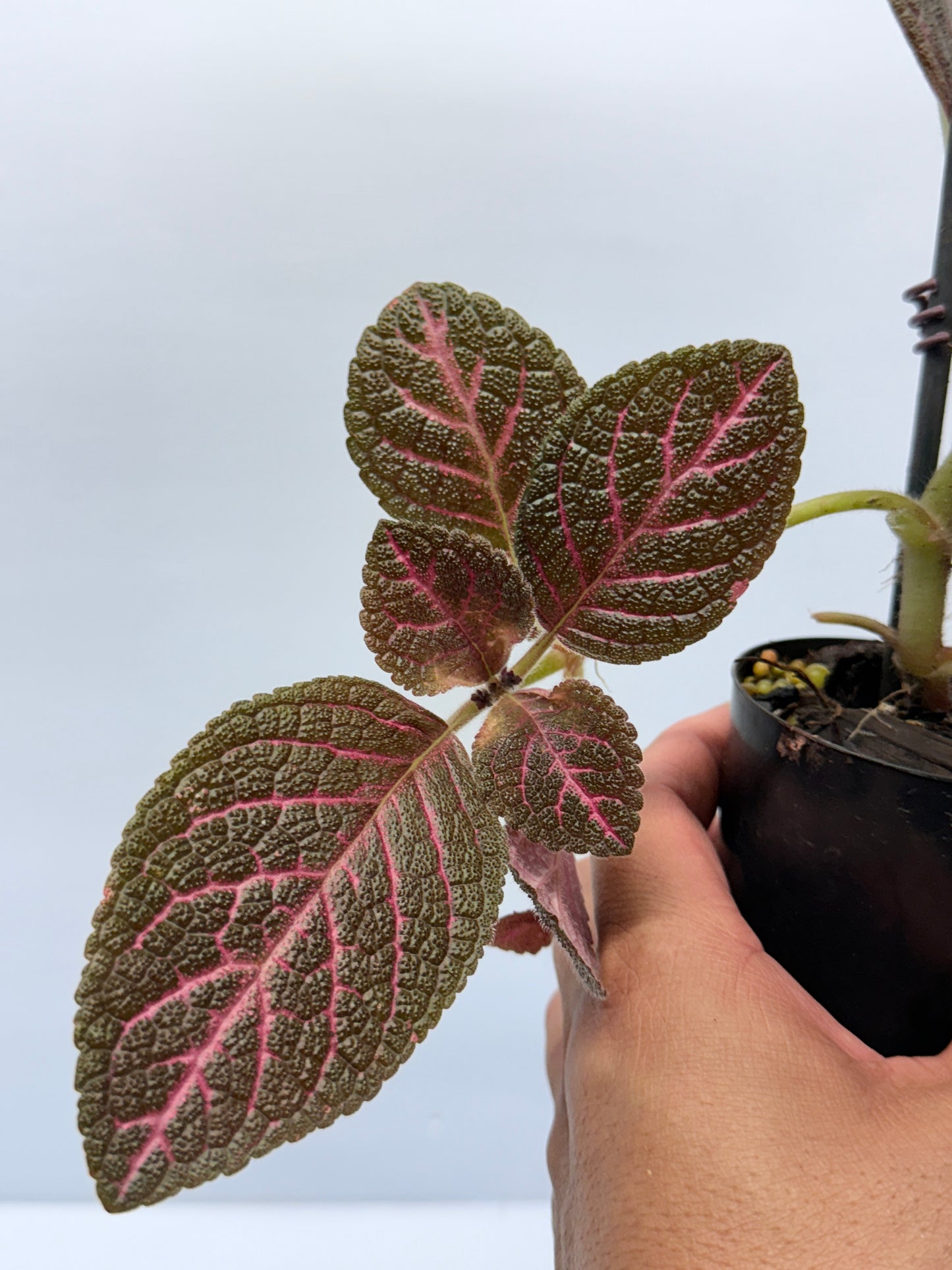 Episcia Kee Wee - Red Flowering P56