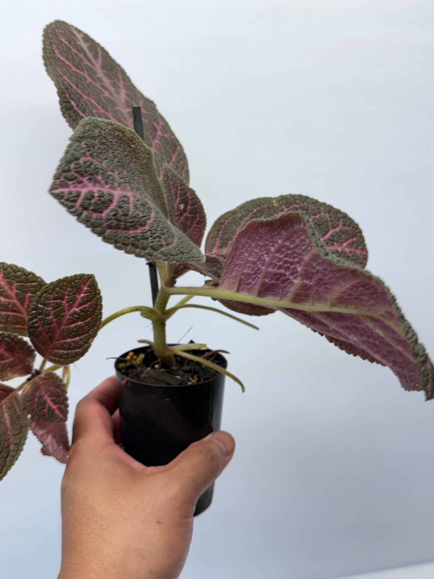 Episcia Kee Wee - Red Flowering P56