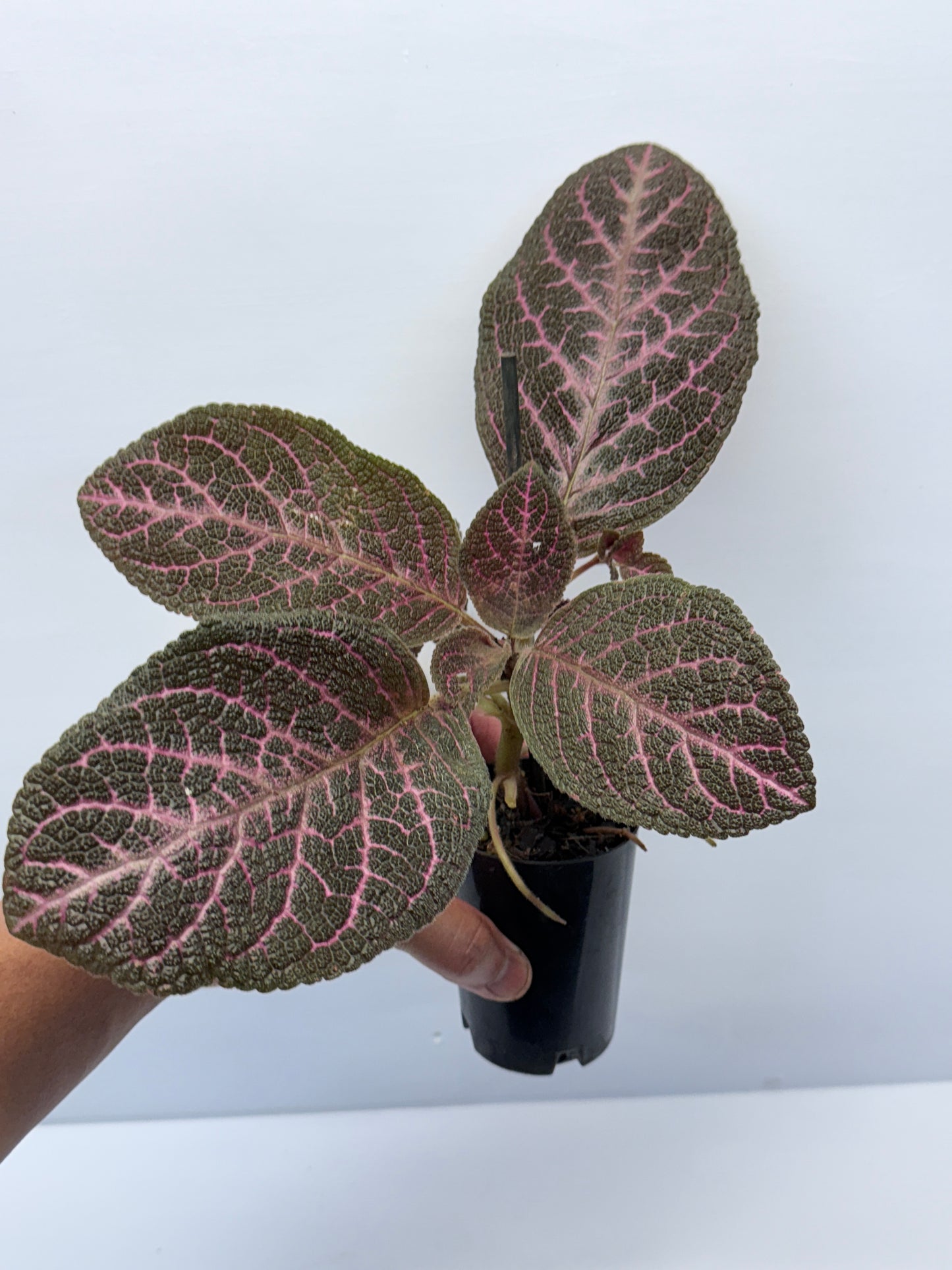 Episcia Kee Wee - Red Flowering P56