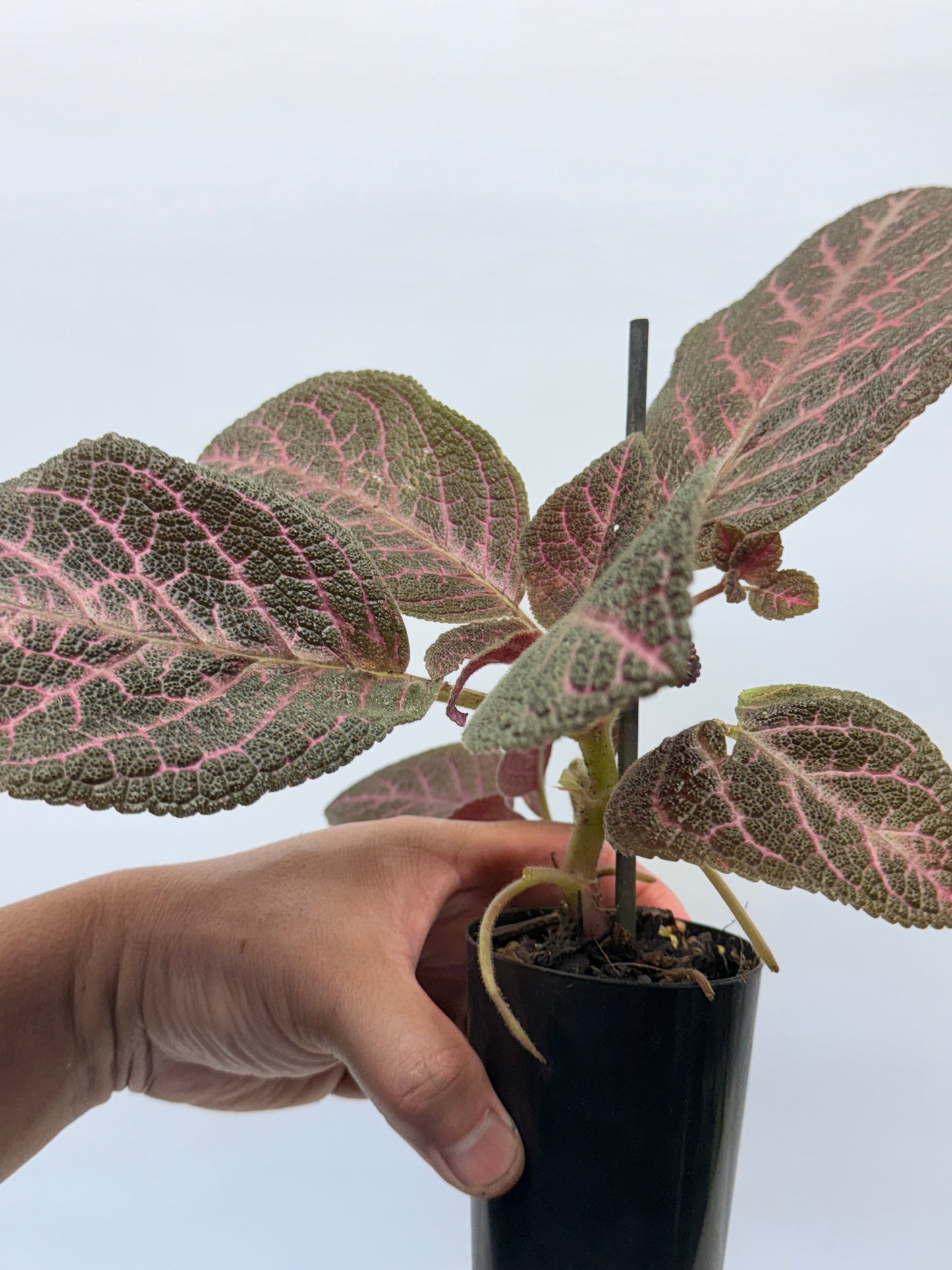 Episcia Kee Wee - Red Flowering P56