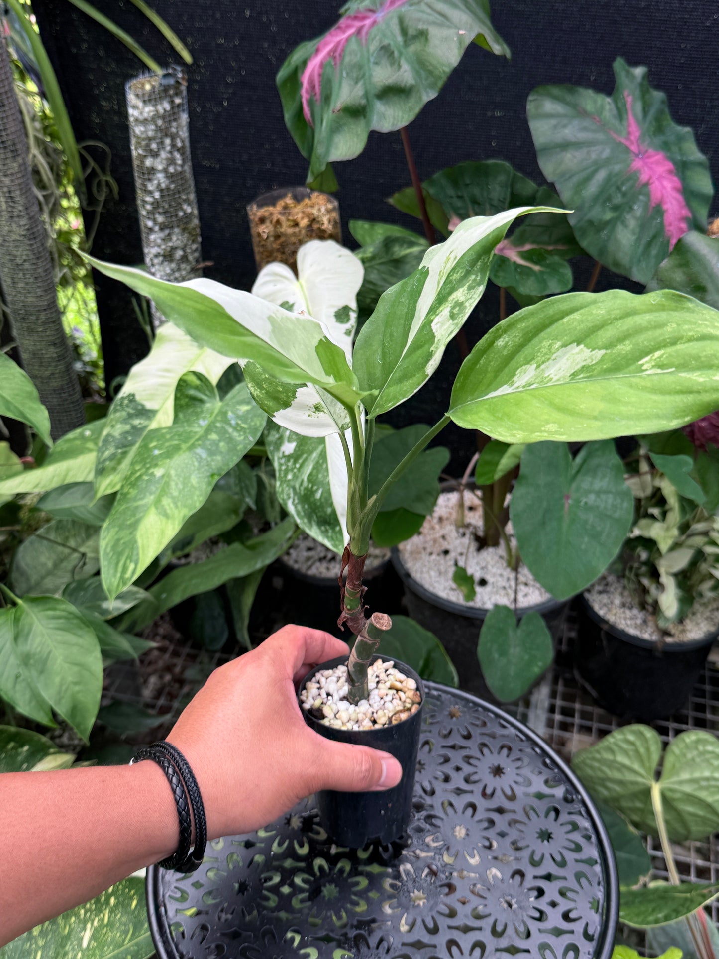 Aglaonema 'Modestum Variegata' J49