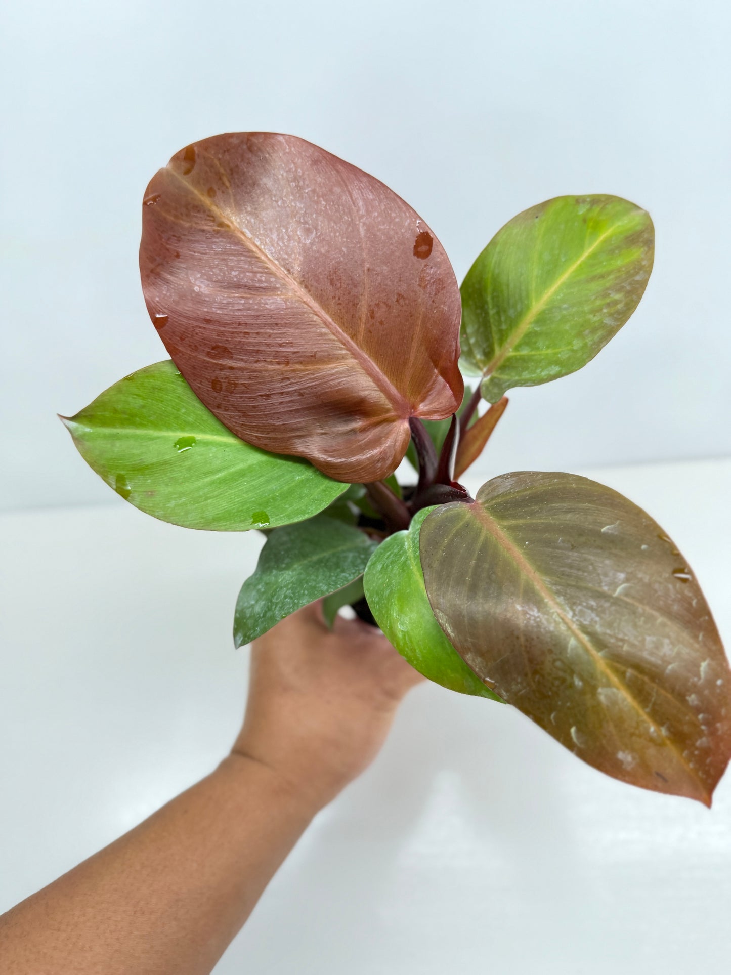 Philodendron Cherry Red - Best Pick of the Crop!