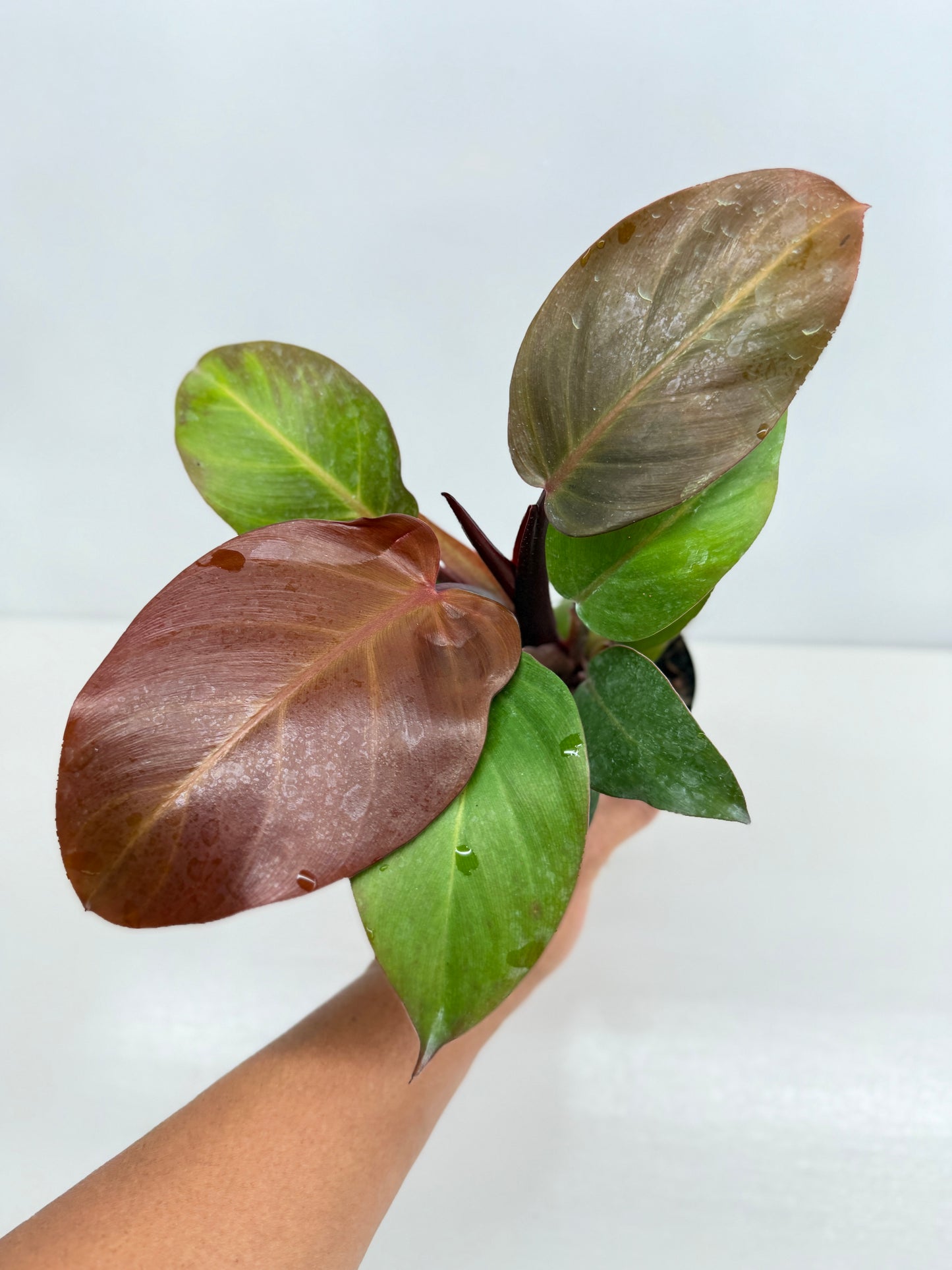 Philodendron Cherry Red - Best Pick of the Crop!