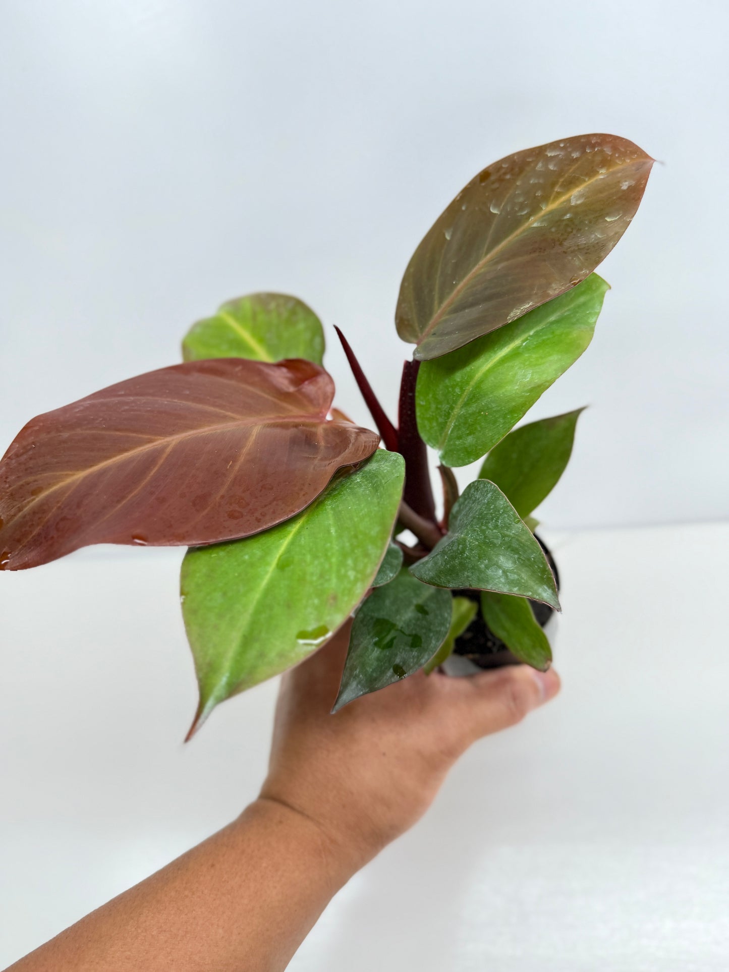 Philodendron Cherry Red - Best Pick of the Crop!