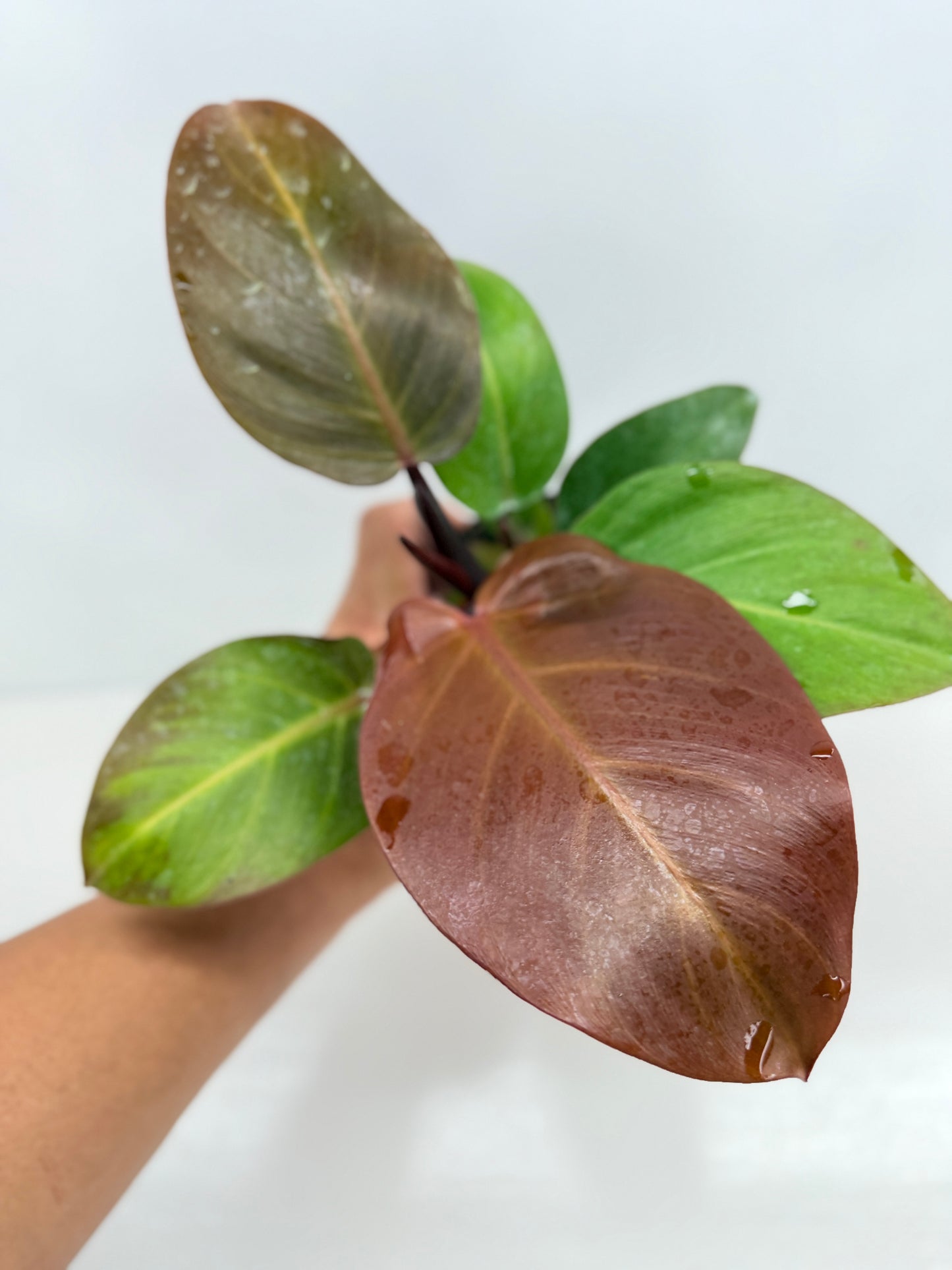 Philodendron Cherry Red - Best Pick of the Crop!