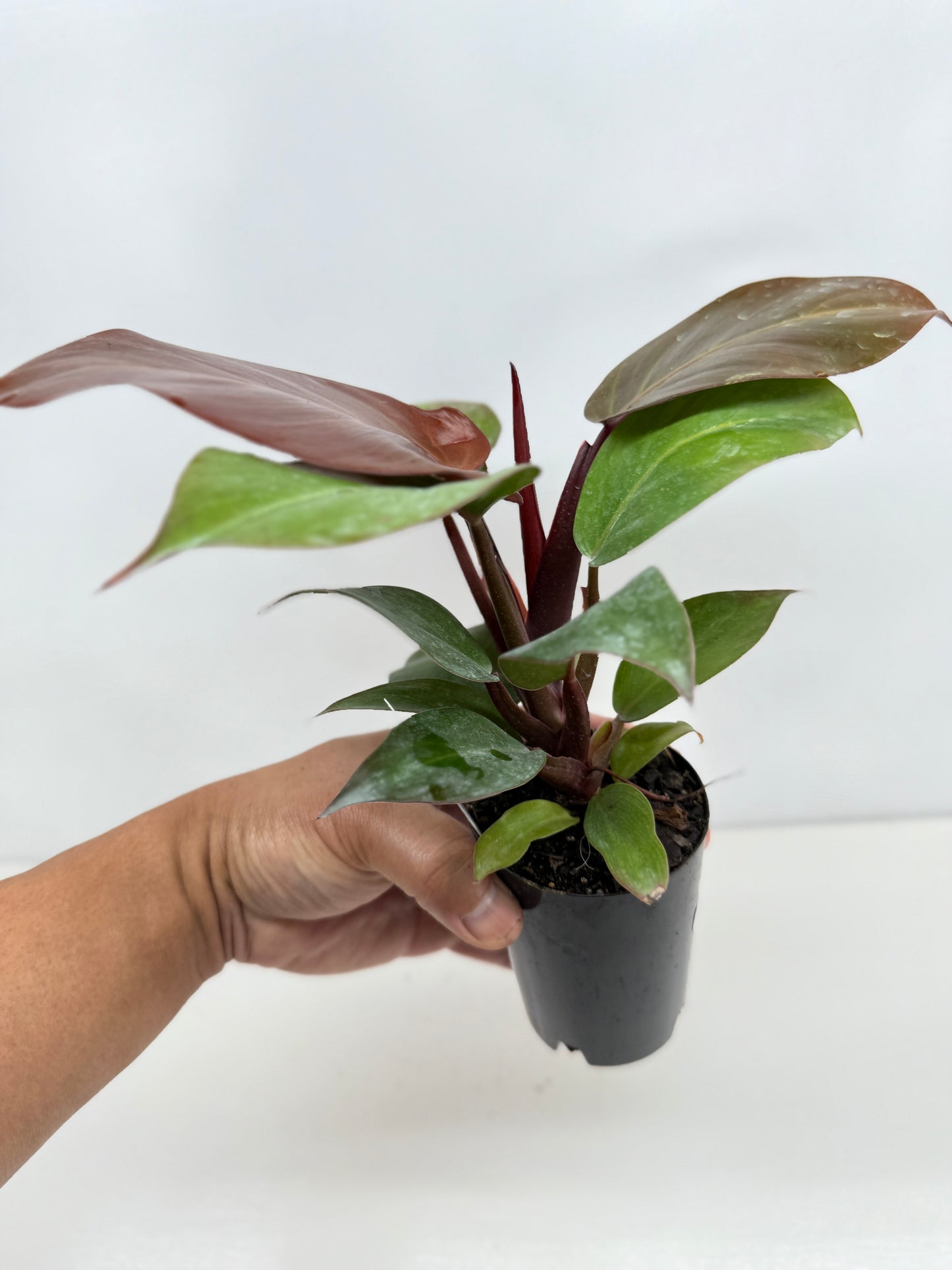 Philodendron Cherry Red - Best Pick of the Crop!