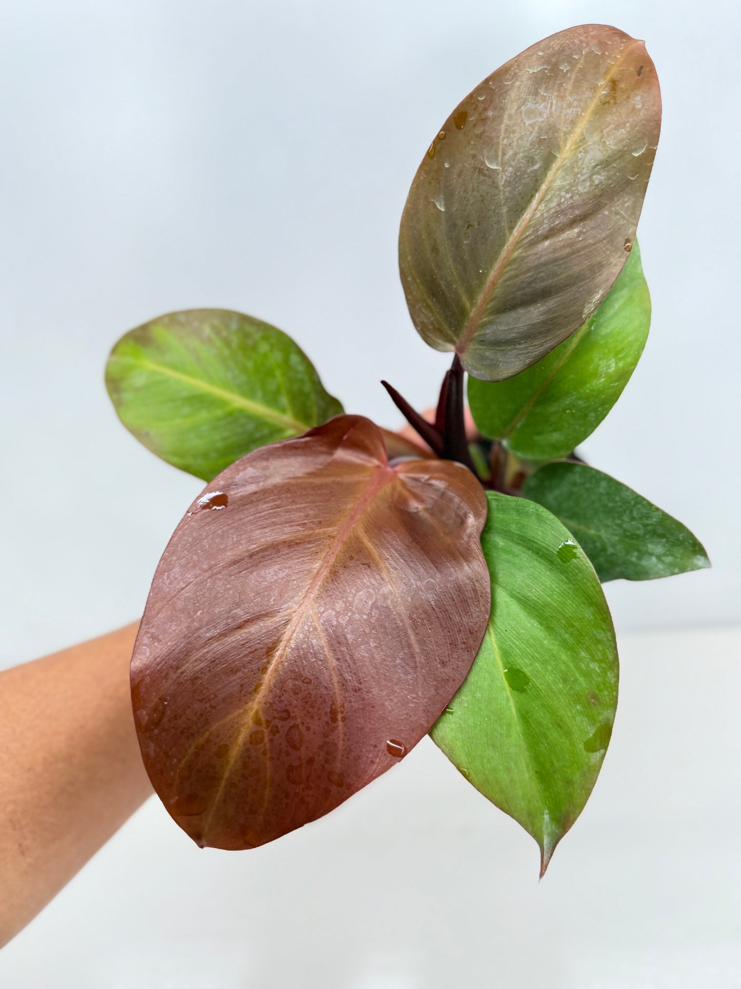 Philodendron Cherry Red - Best Pick of the Crop!
