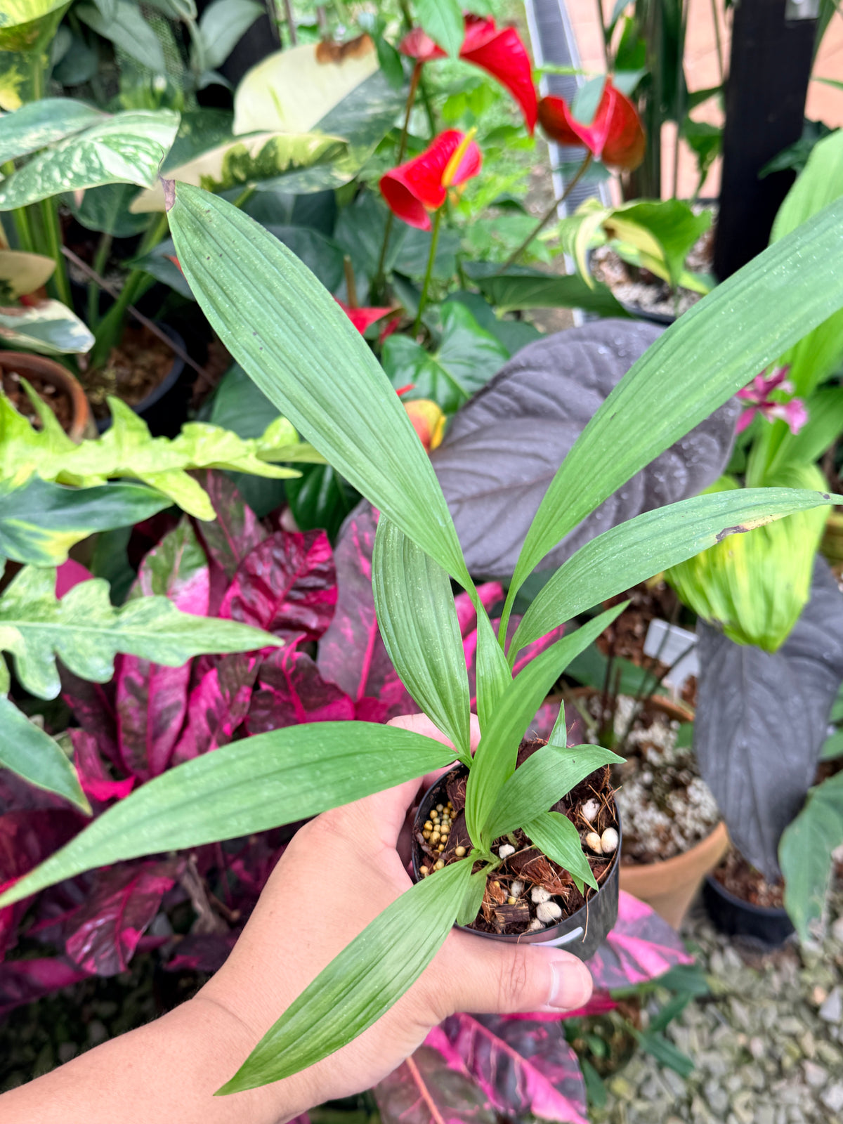 Spathoglottis 'Puple Col' P73
