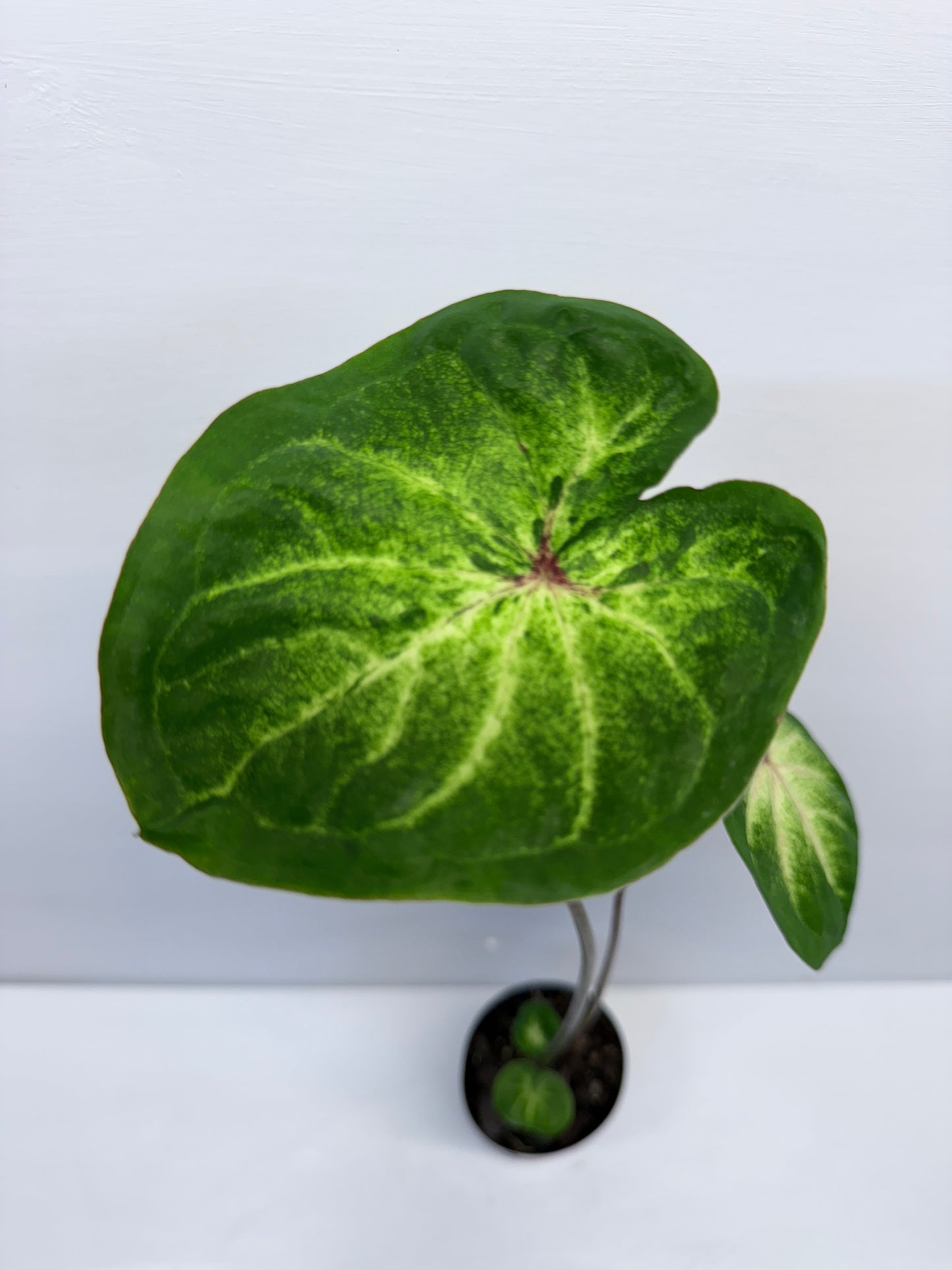 Caladium Lotus Leaf Form P68