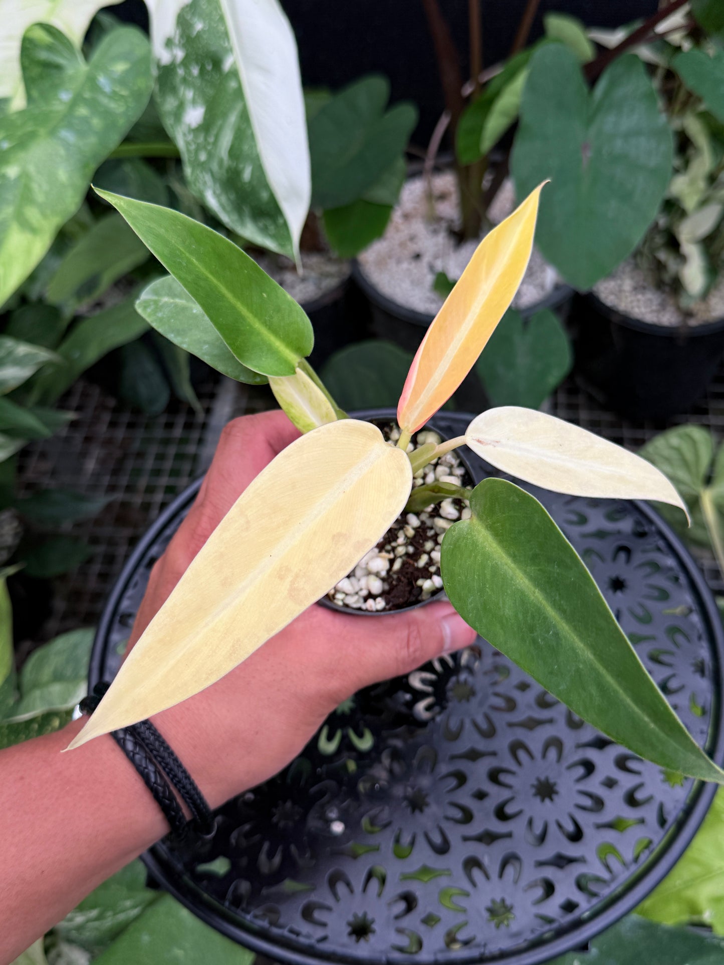 Philodendron 'Lemon Twist' J40