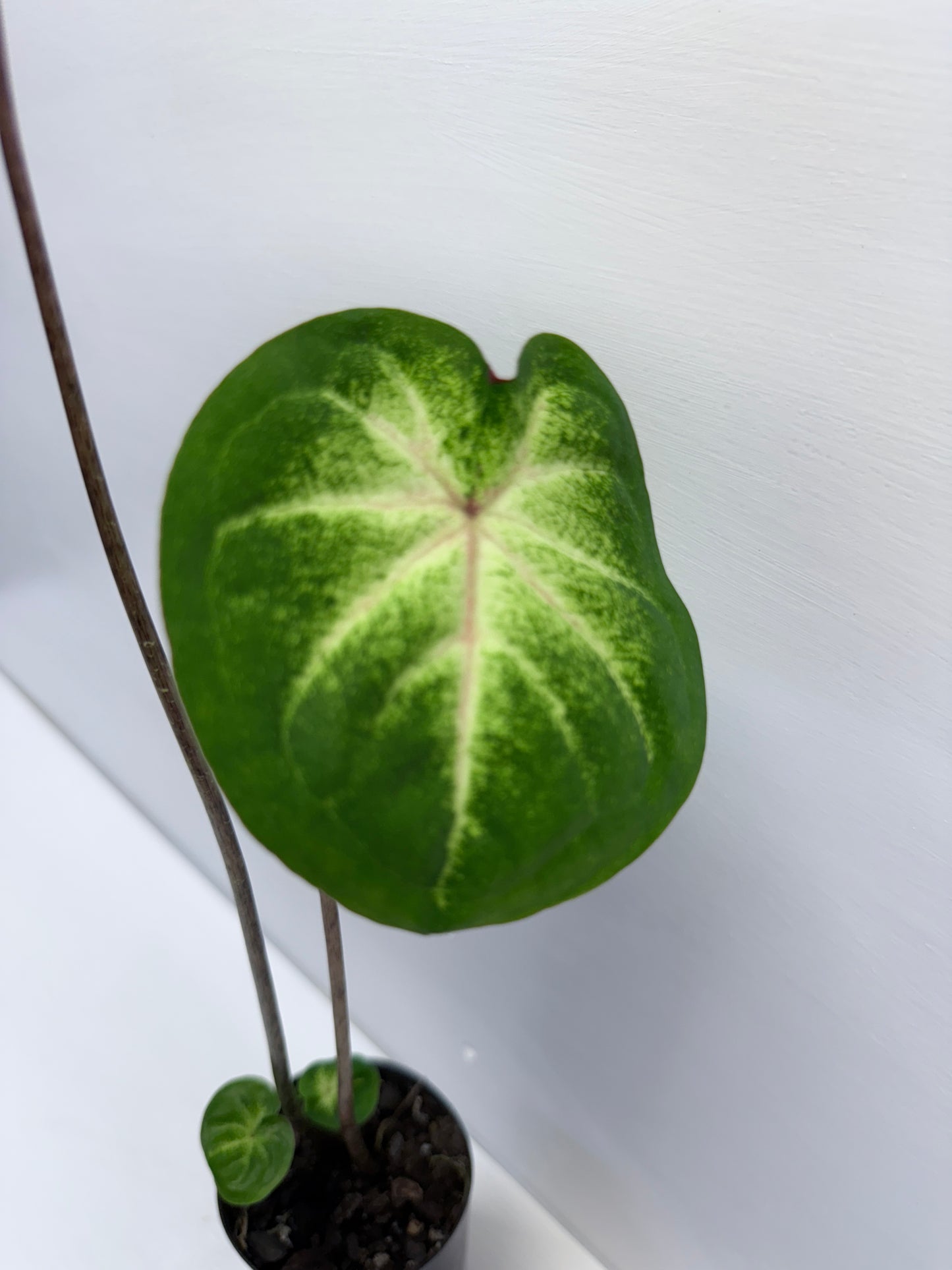 Caladium Lotus Leaf Form P68