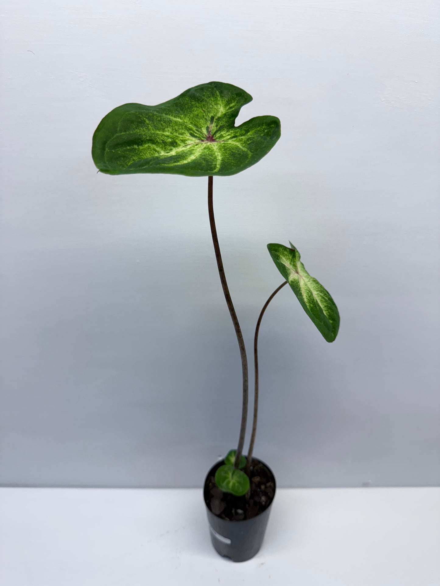 Caladium Lotus Leaf Form P68