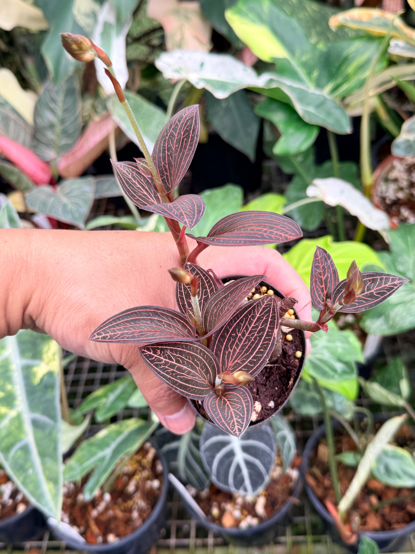 Ludisia discolor 'Spiderman' P77