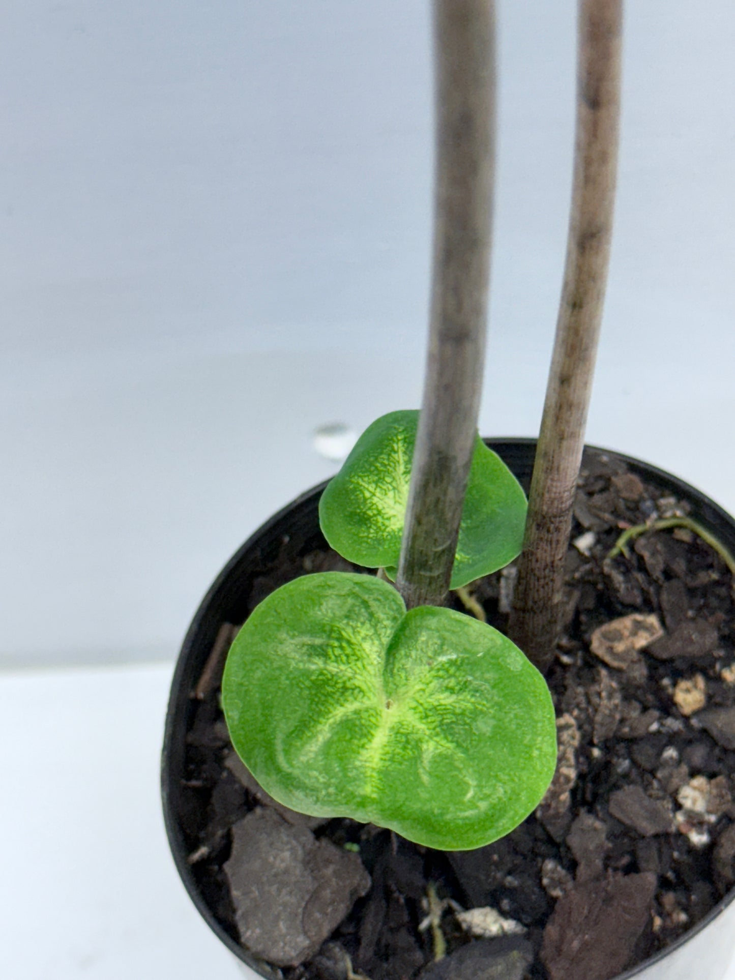 Caladium Lotus Leaf Form P68