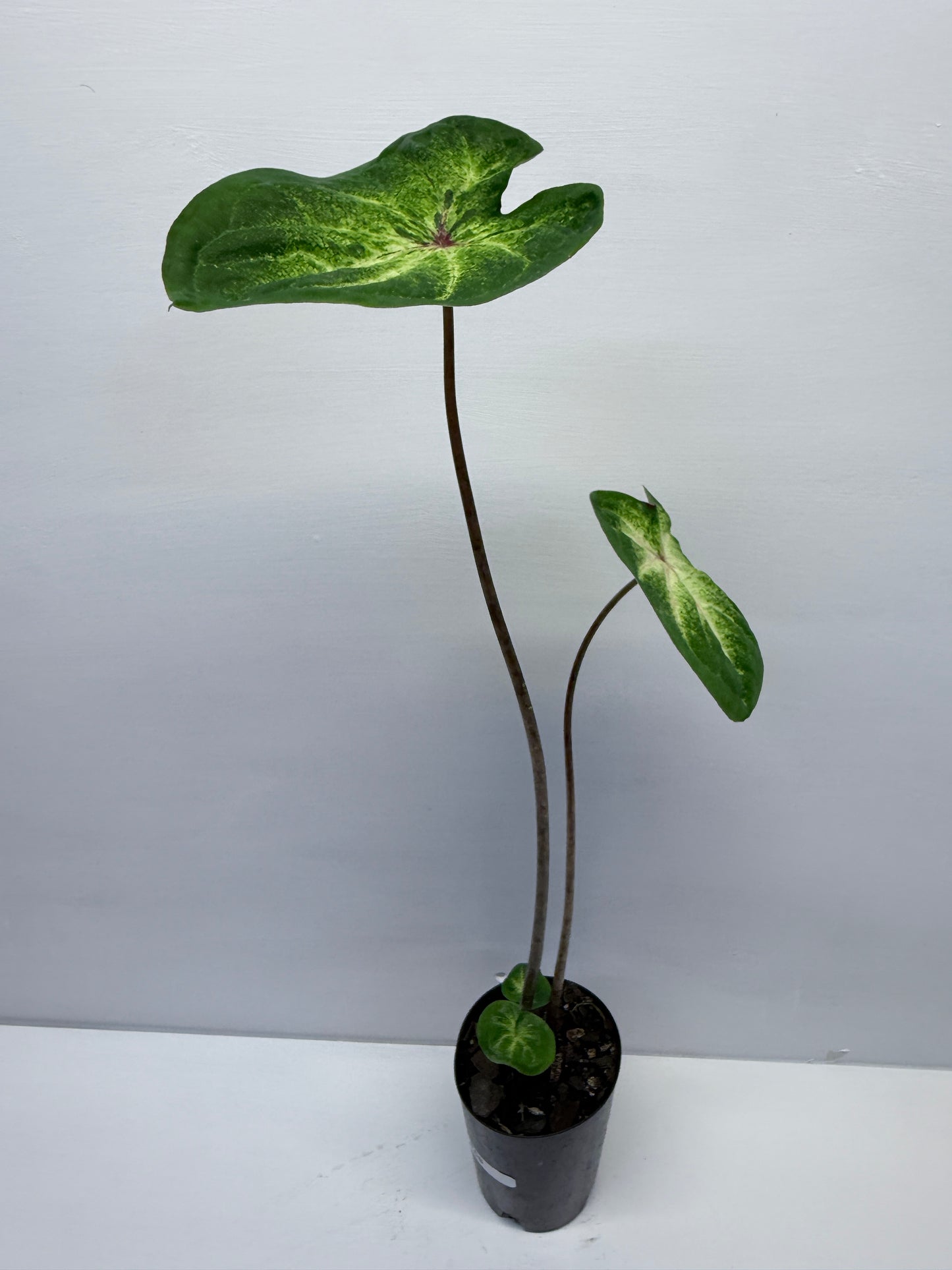 Caladium Lotus Leaf Form P68