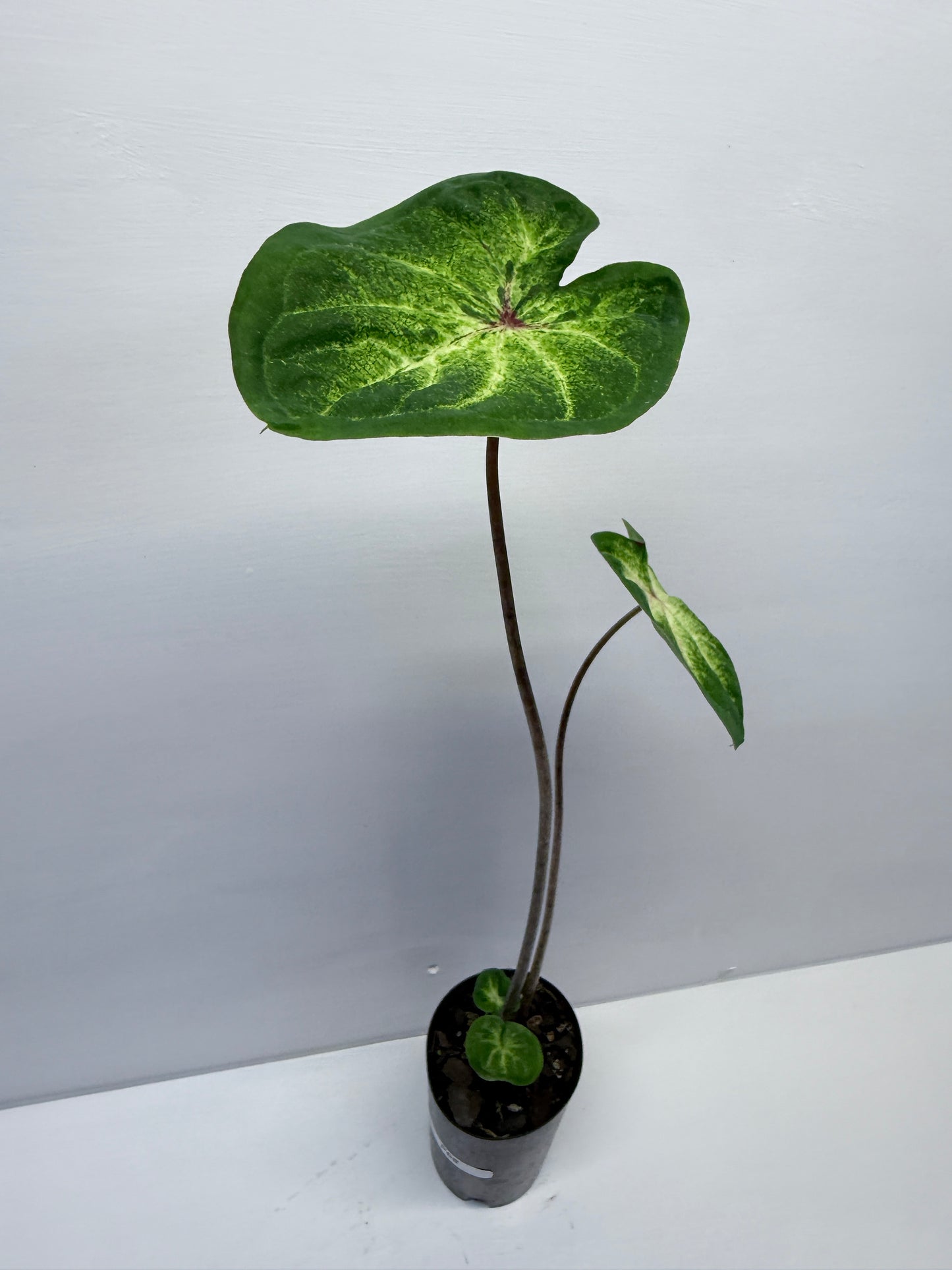 Caladium Lotus Leaf Form P68
