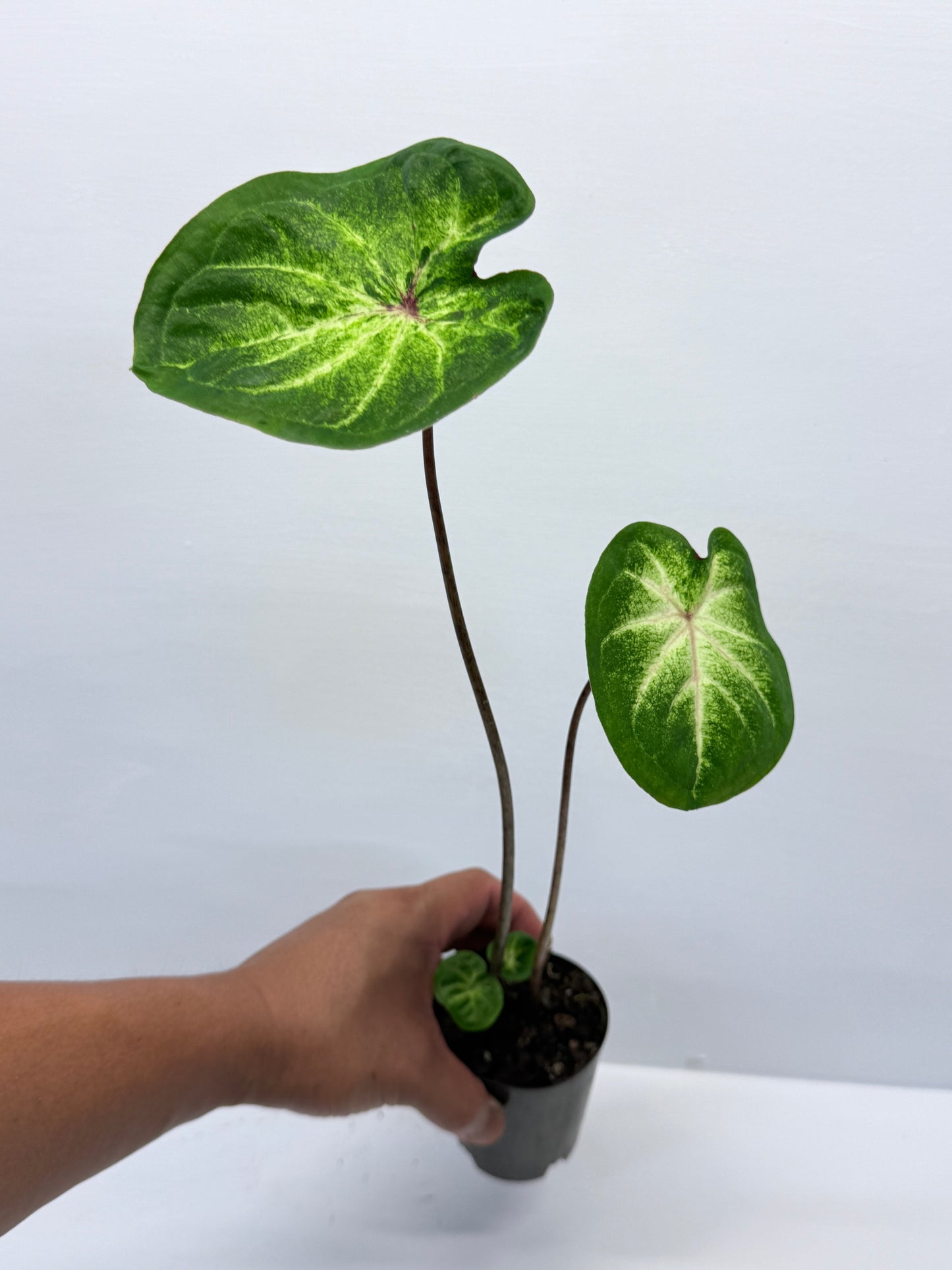 Caladium Lotus Leaf Form P68