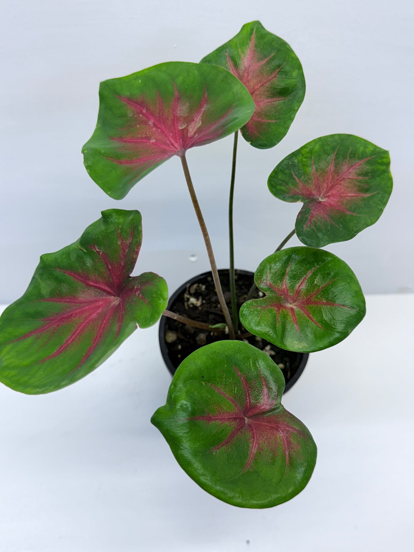 Caladium Lotus Leaf Form Red Belly D56