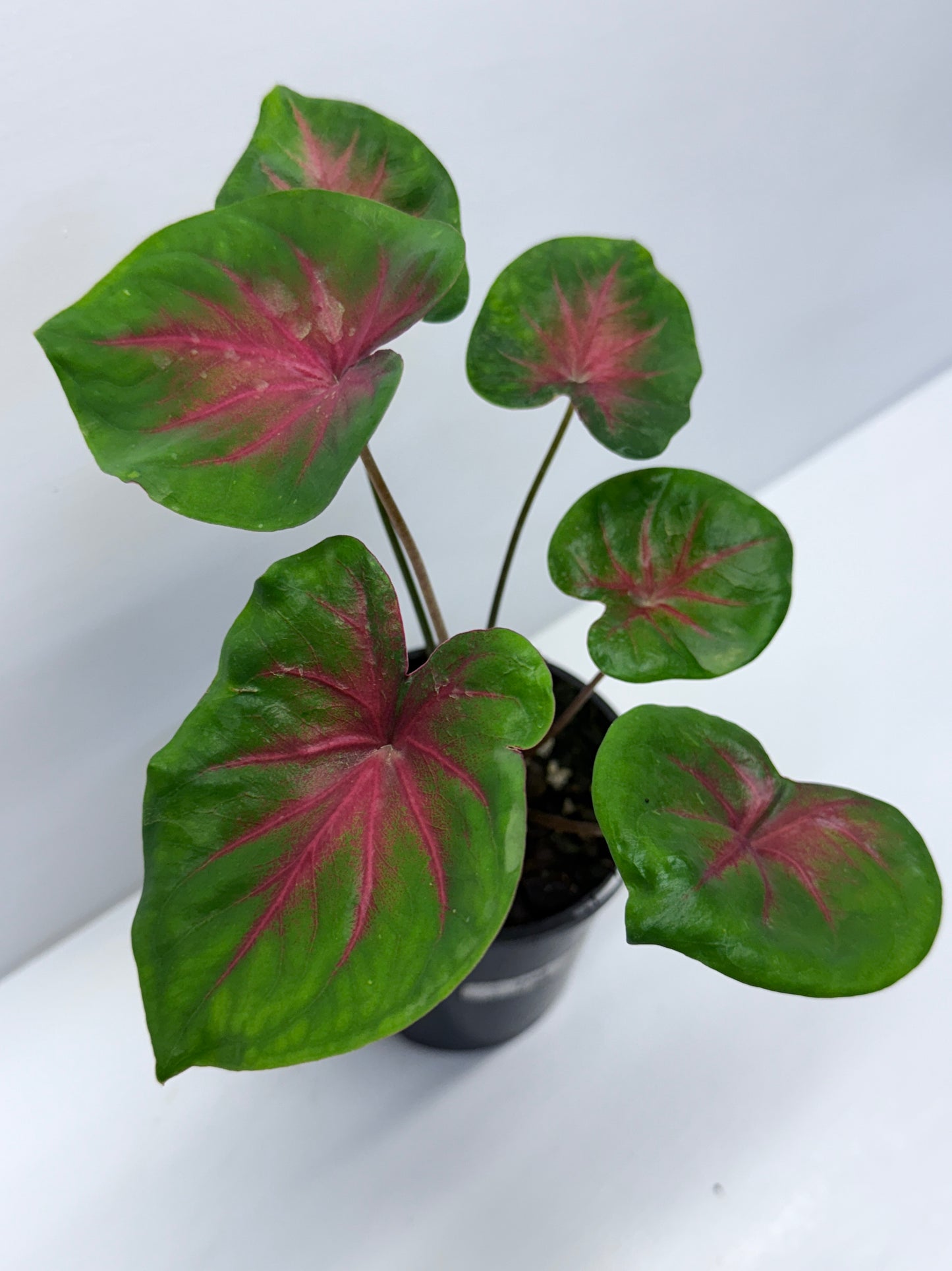 Caladium Lotus Leaf Form Red Belly D56