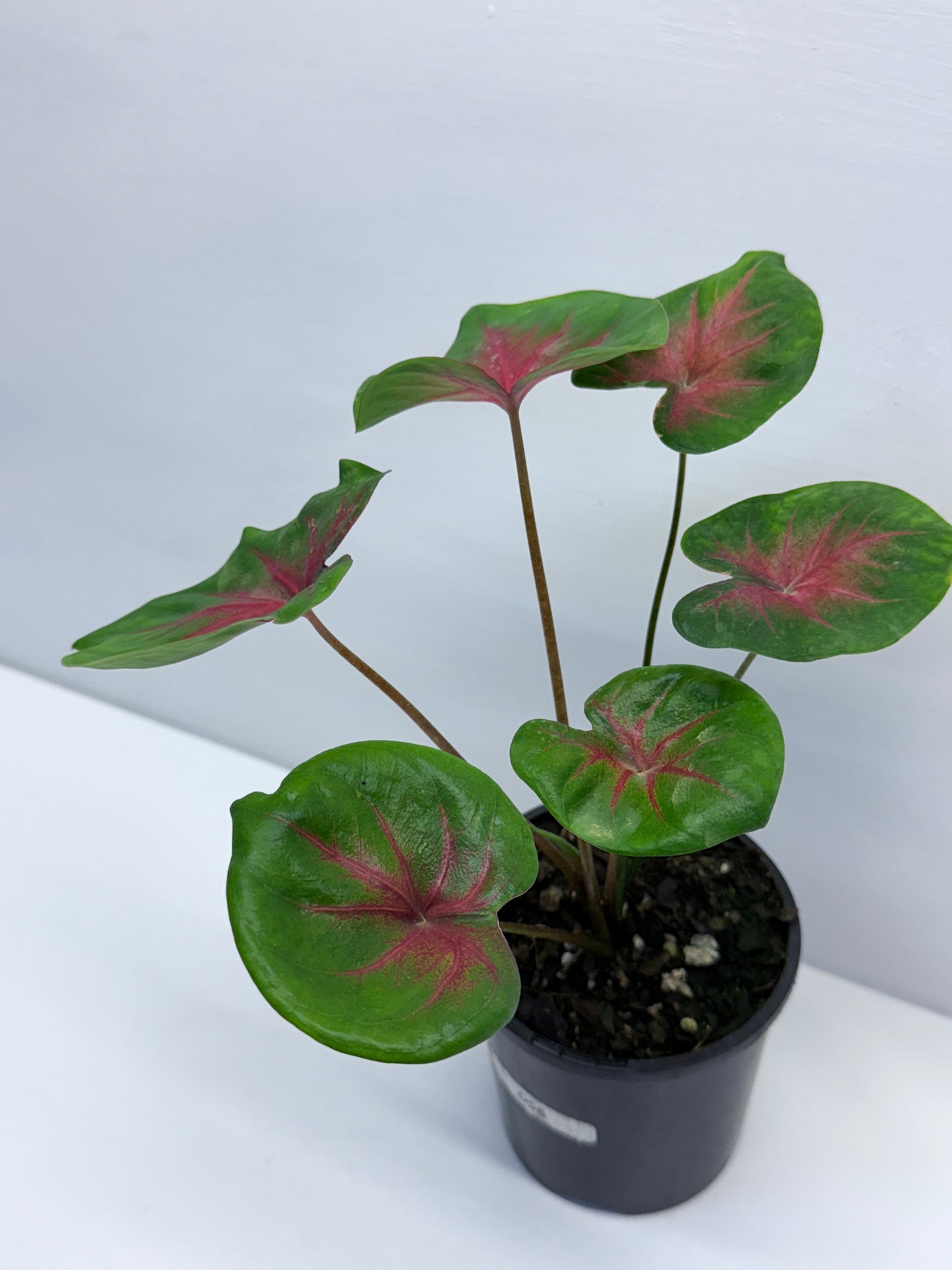 Caladium Lotus Leaf Form Red Belly D56