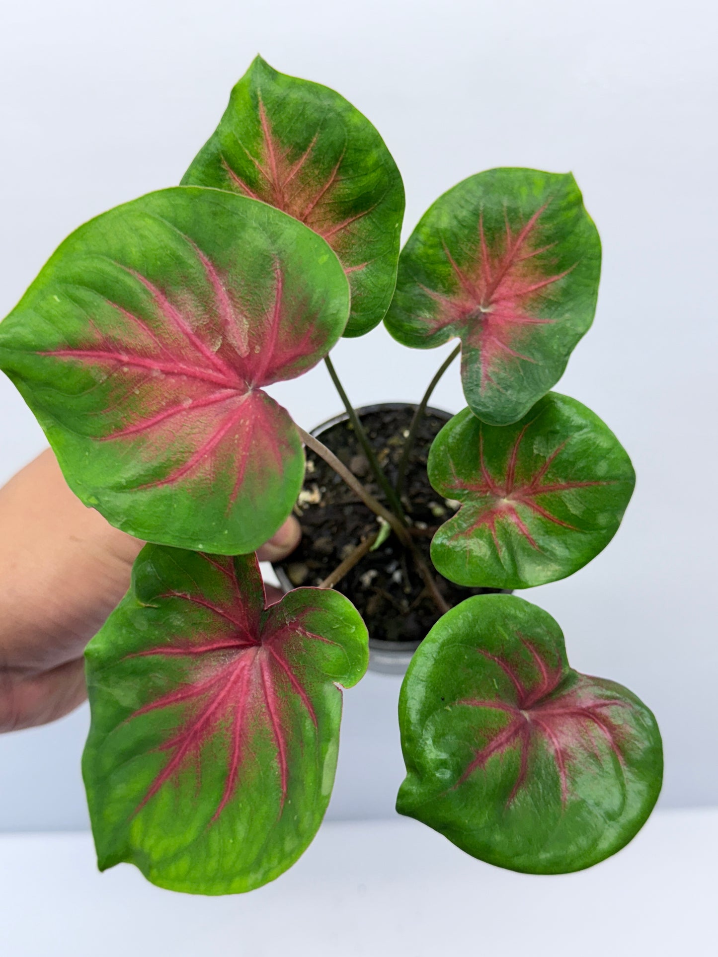 Caladium Lotus Leaf Form Red Belly D56