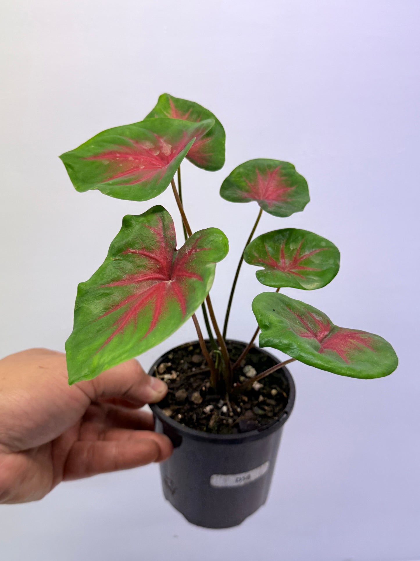 Caladium Lotus Leaf Form Red Belly D56