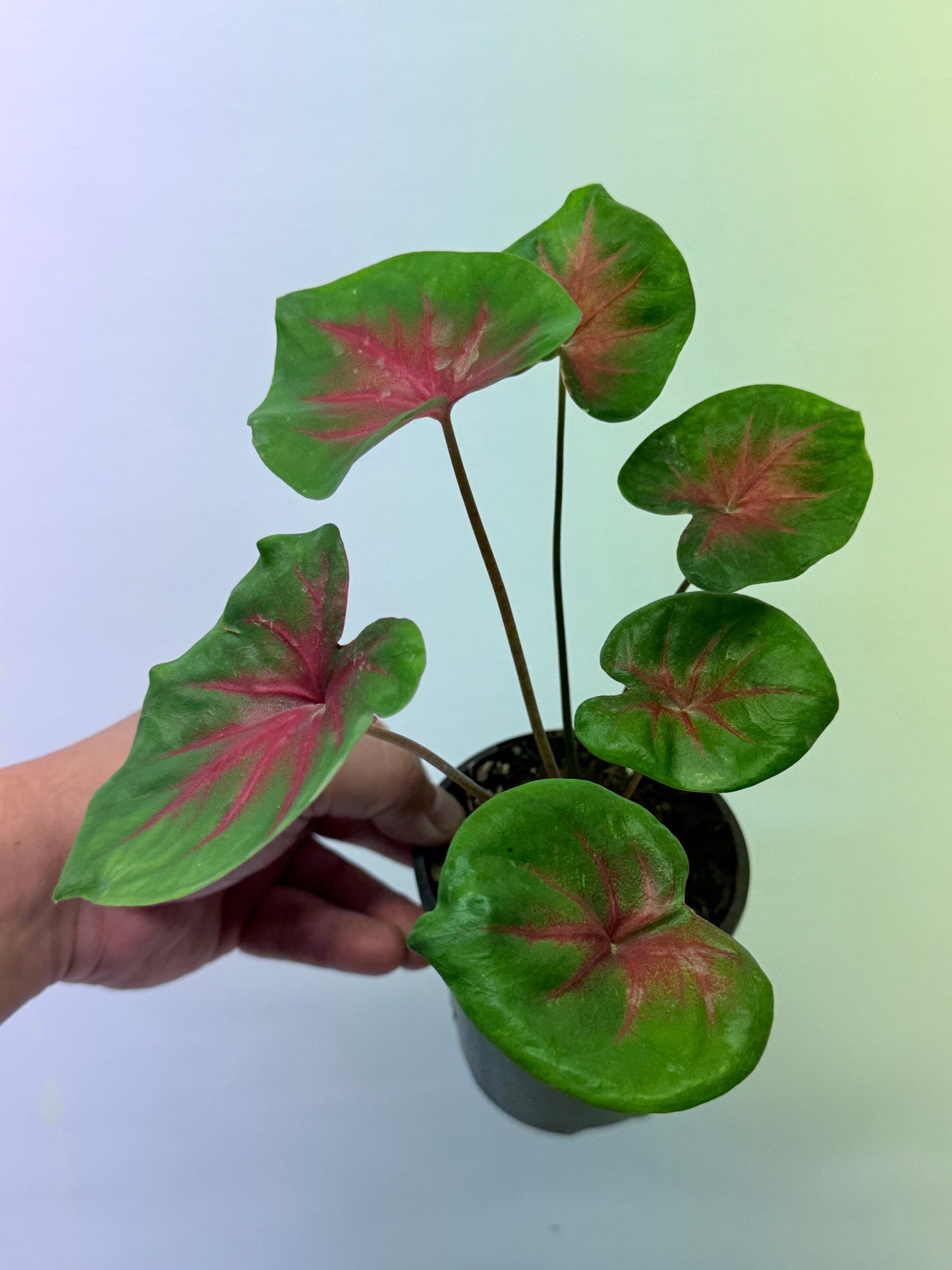 Caladium Lotus Leaf Form Red Belly D56