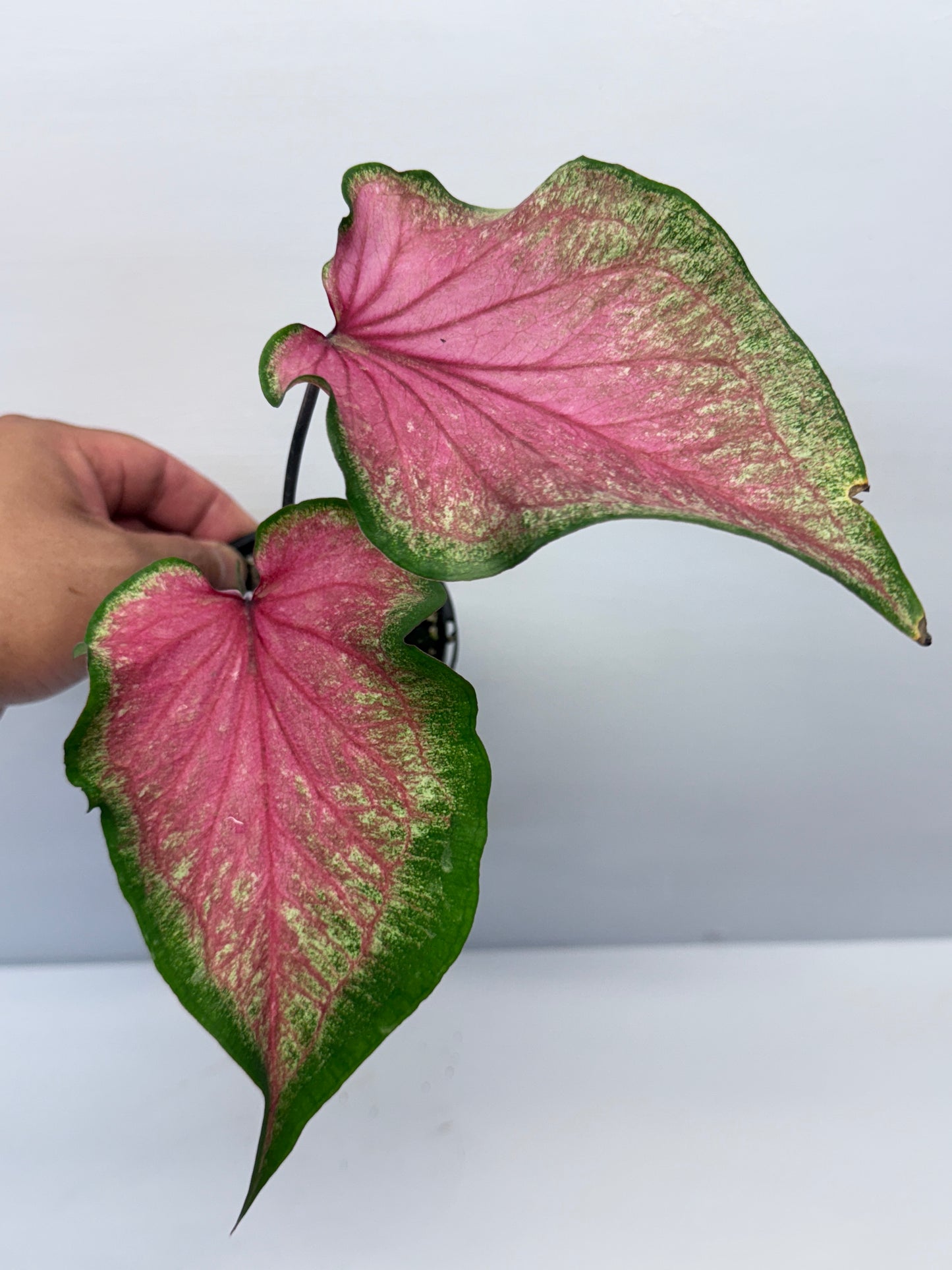Caladium Morocco P69