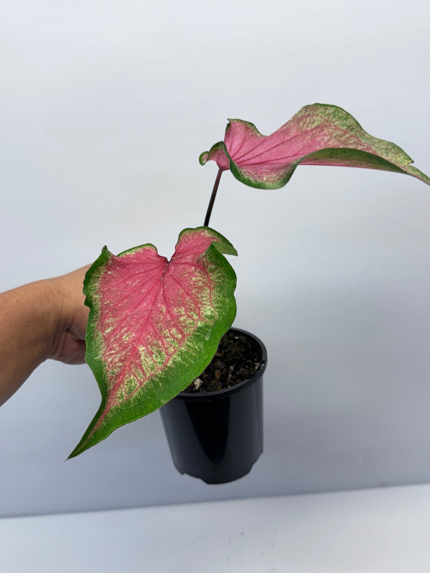 Caladium Morocco P69