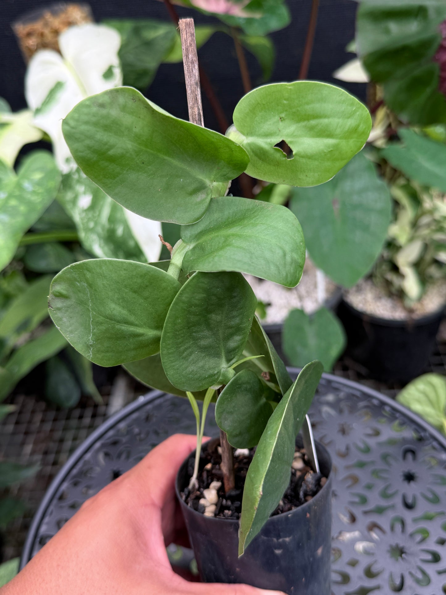 Rhaphidophora 'Korthalsii' J38