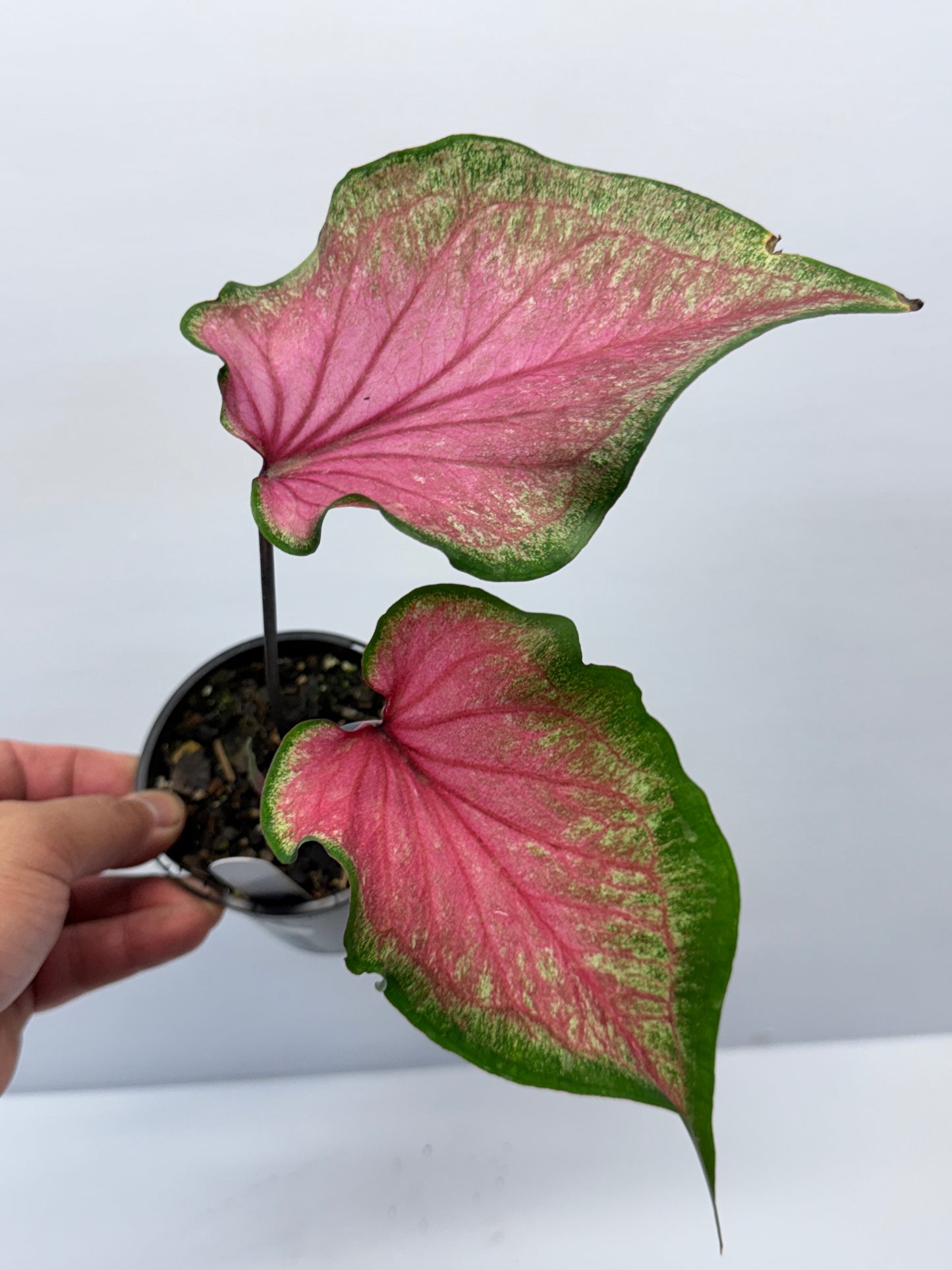 Caladium Morocco P69