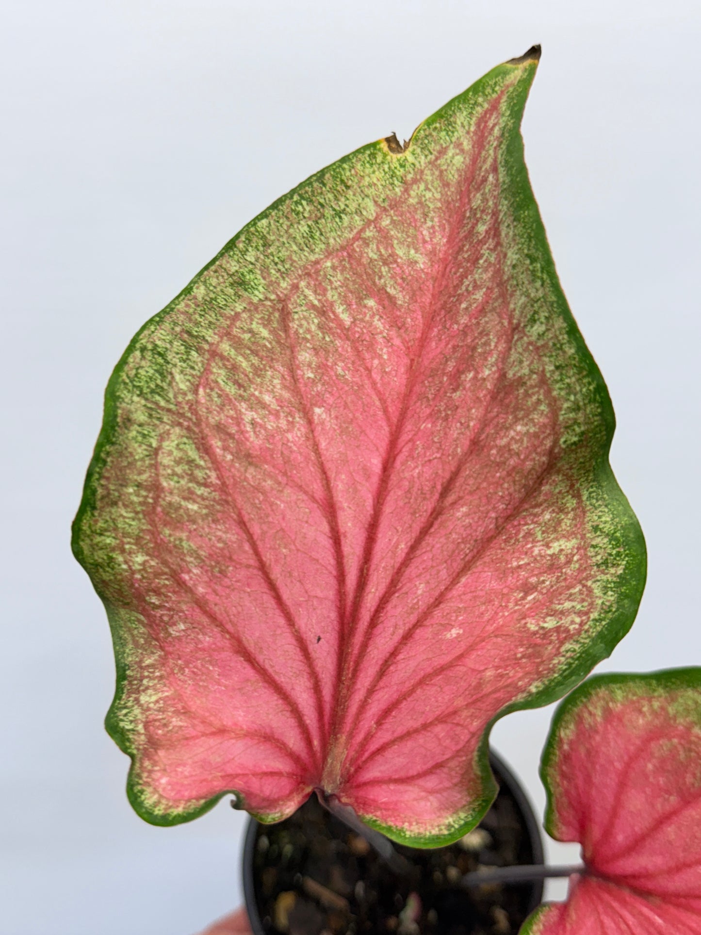 Caladium Morocco P69