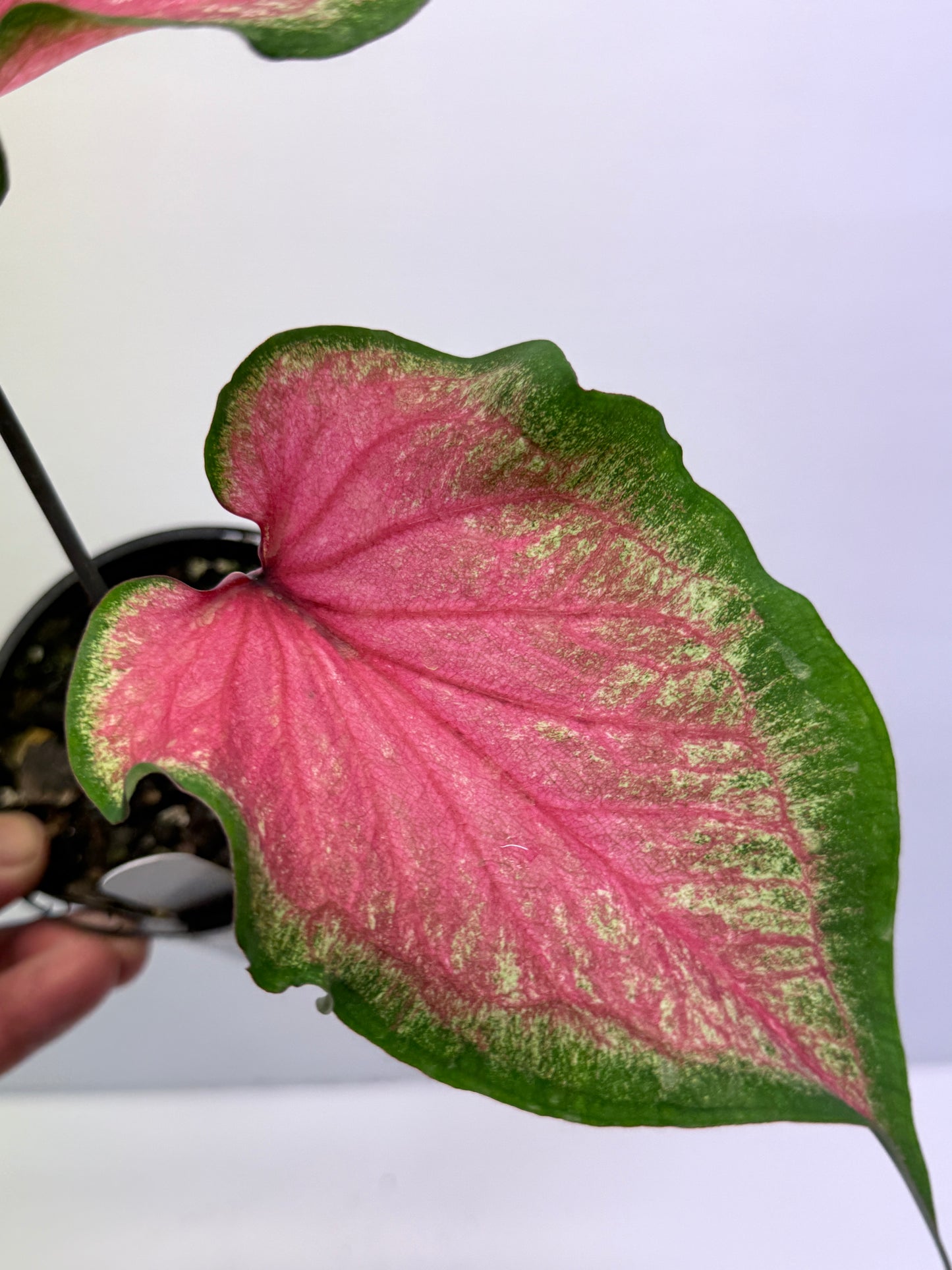 Caladium Morocco P69
