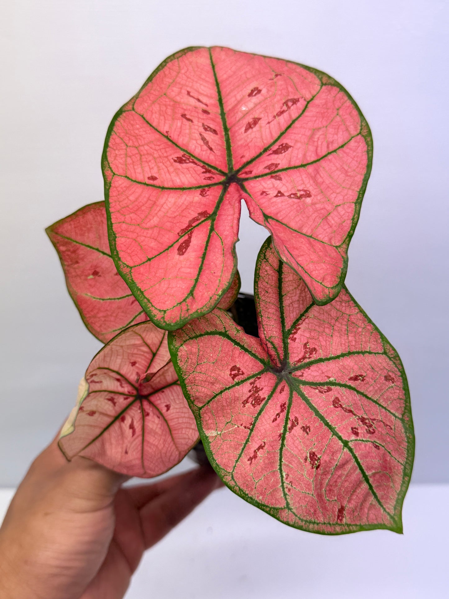 Caladium bicolour Scarlet Girl P70