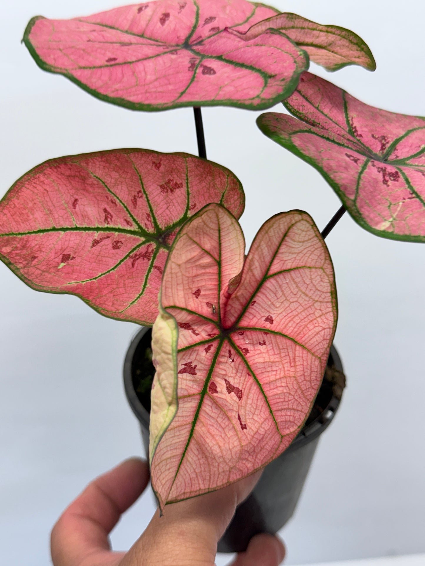 Caladium bicolour Scarlet Girl P70