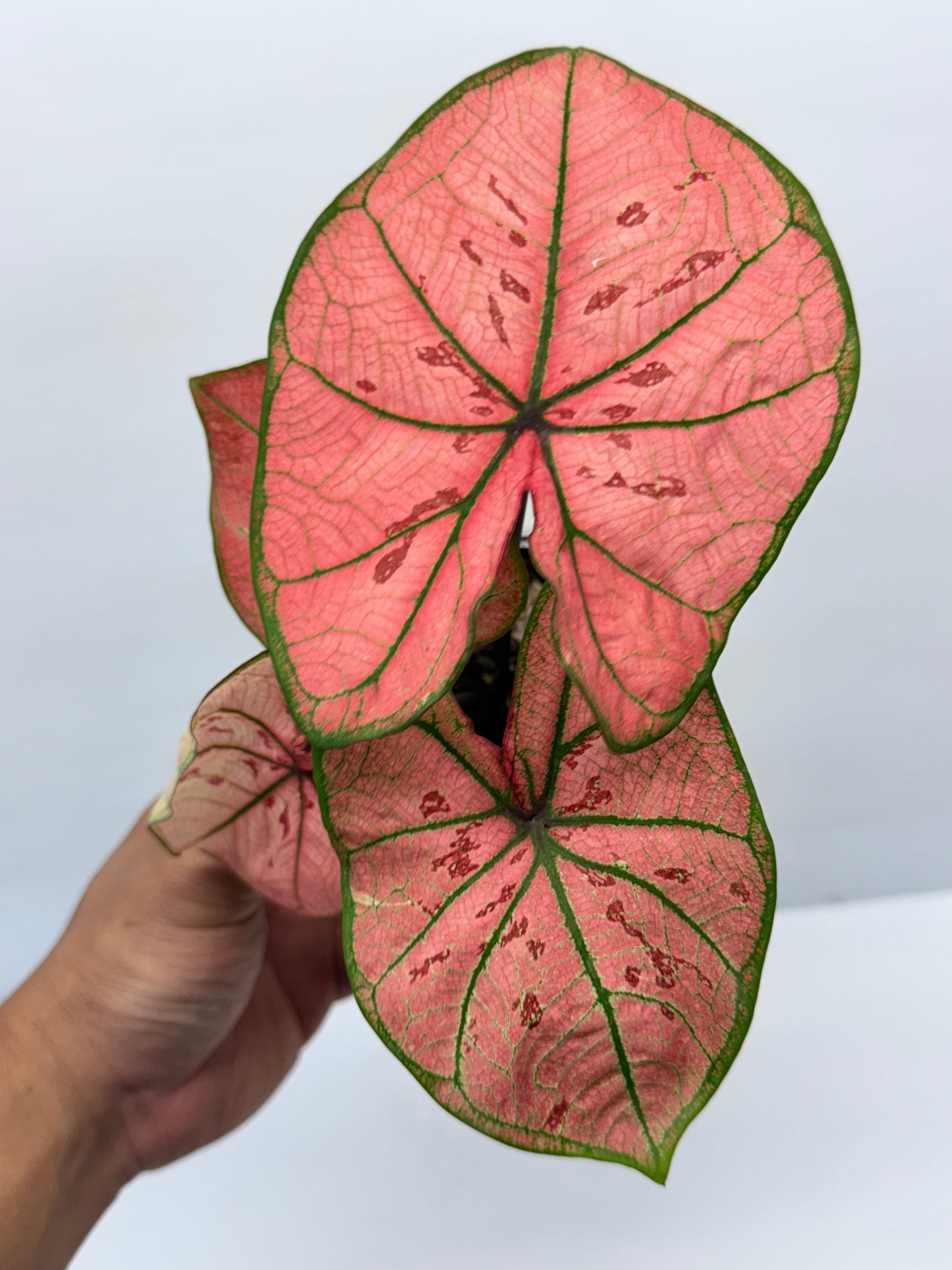 Caladium bicolour Scarlet Girl P70