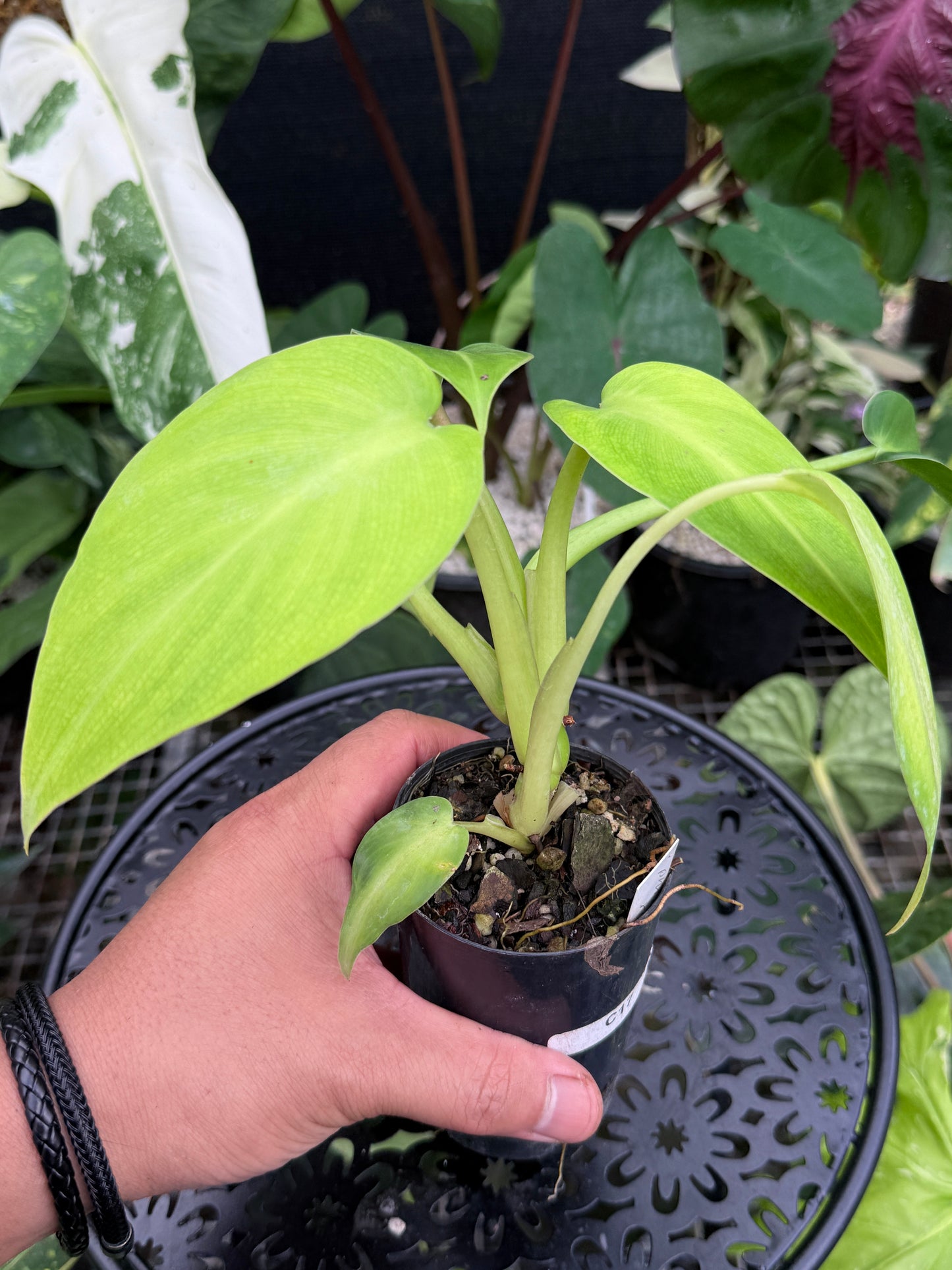 Philodendron rugosum 'Aberrant Form' C17