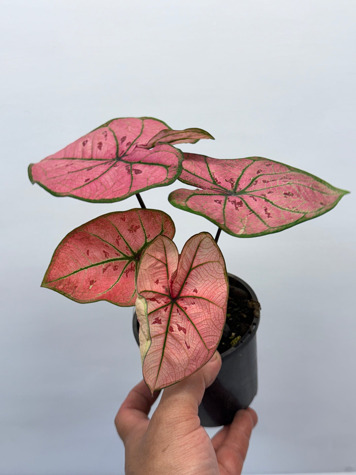 Caladium bicolour Scarlet Girl P70