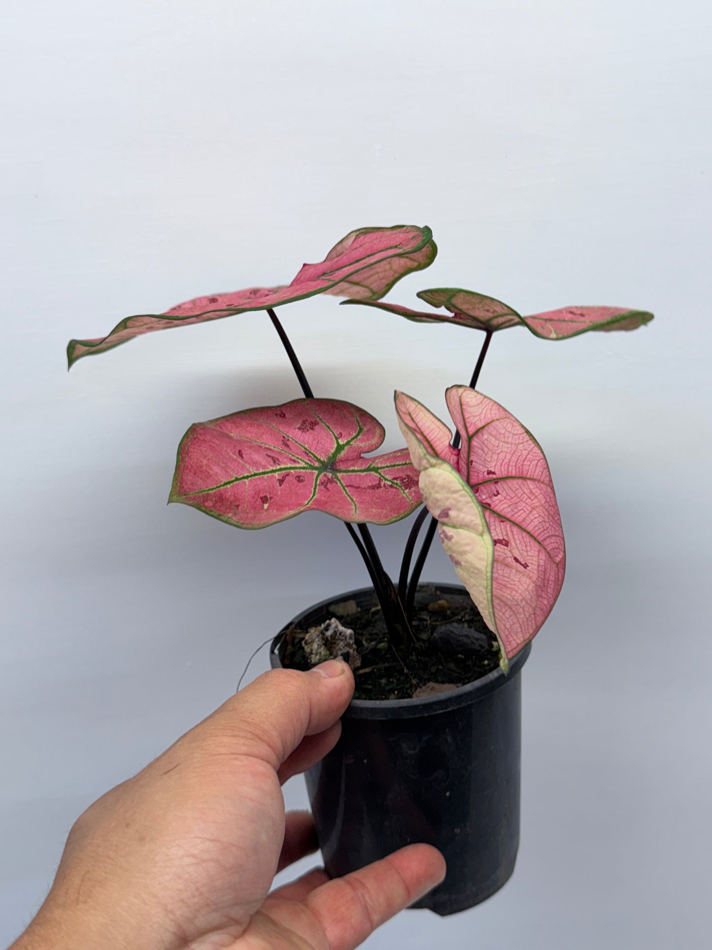 Caladium bicolour Scarlet Girl P70