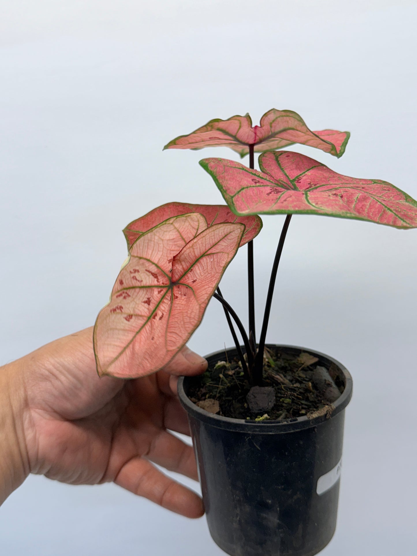 Caladium bicolour Scarlet Girl P70