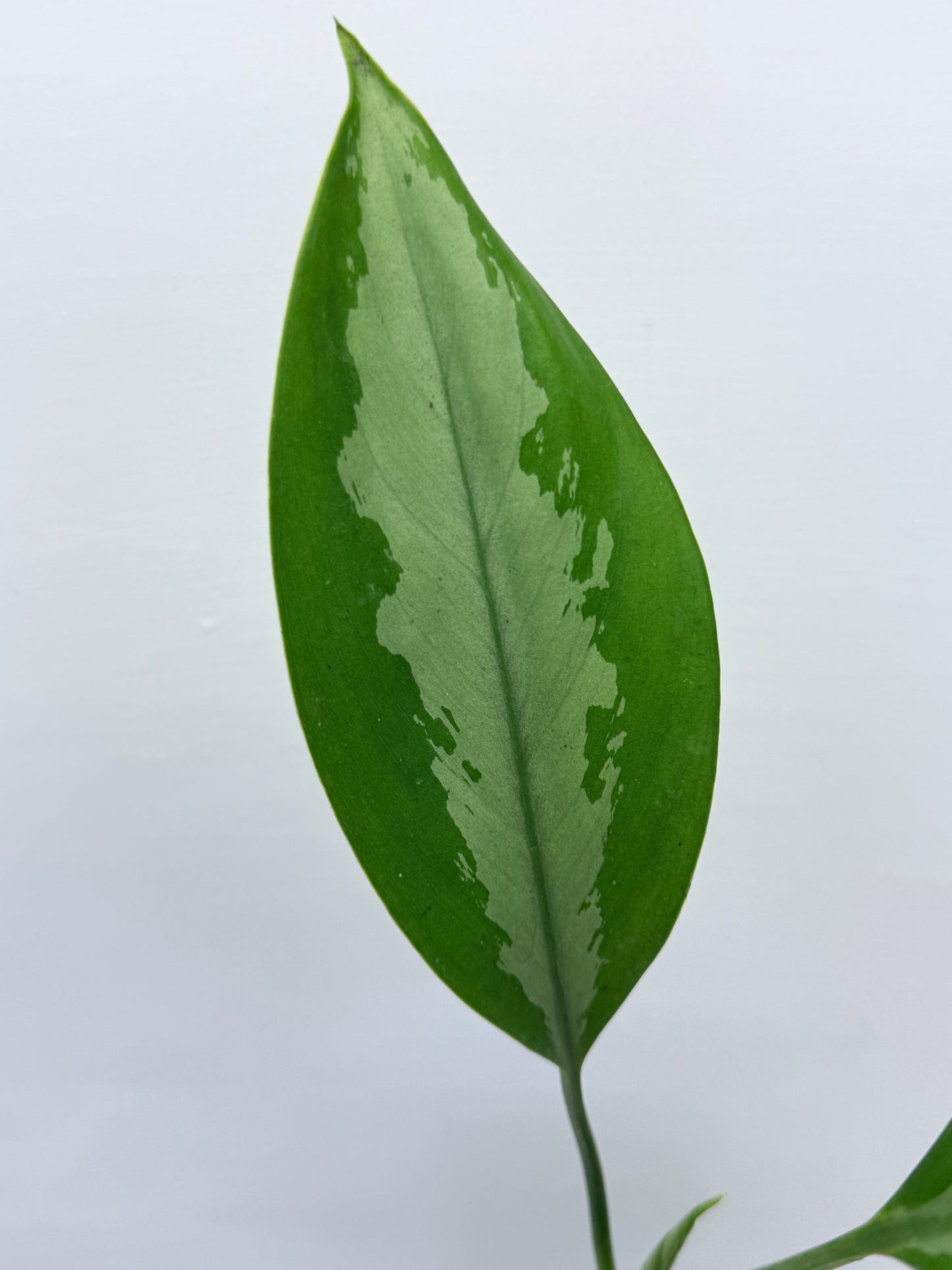 Aglaonema Silver Moon G69